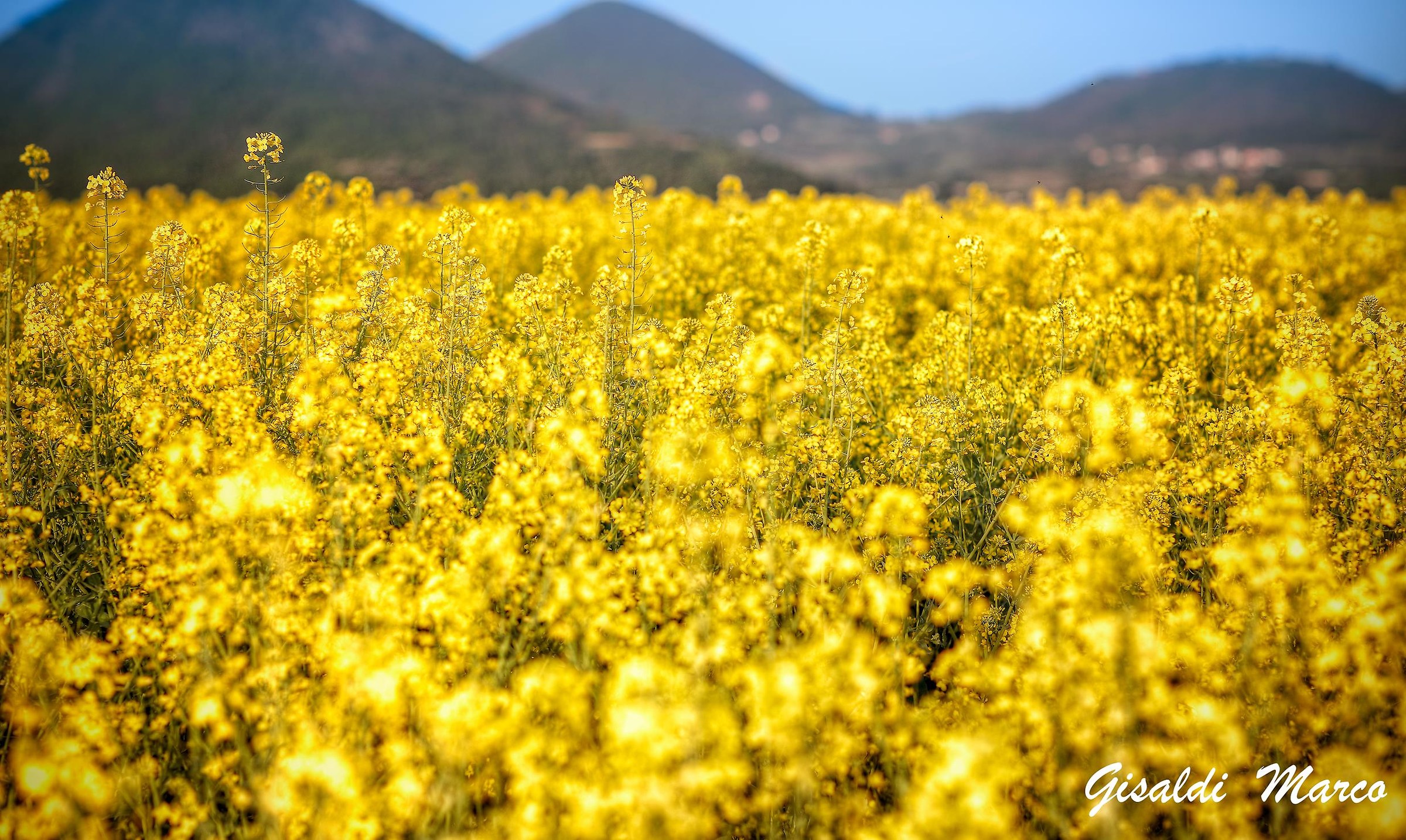 A dip between the rapeseed