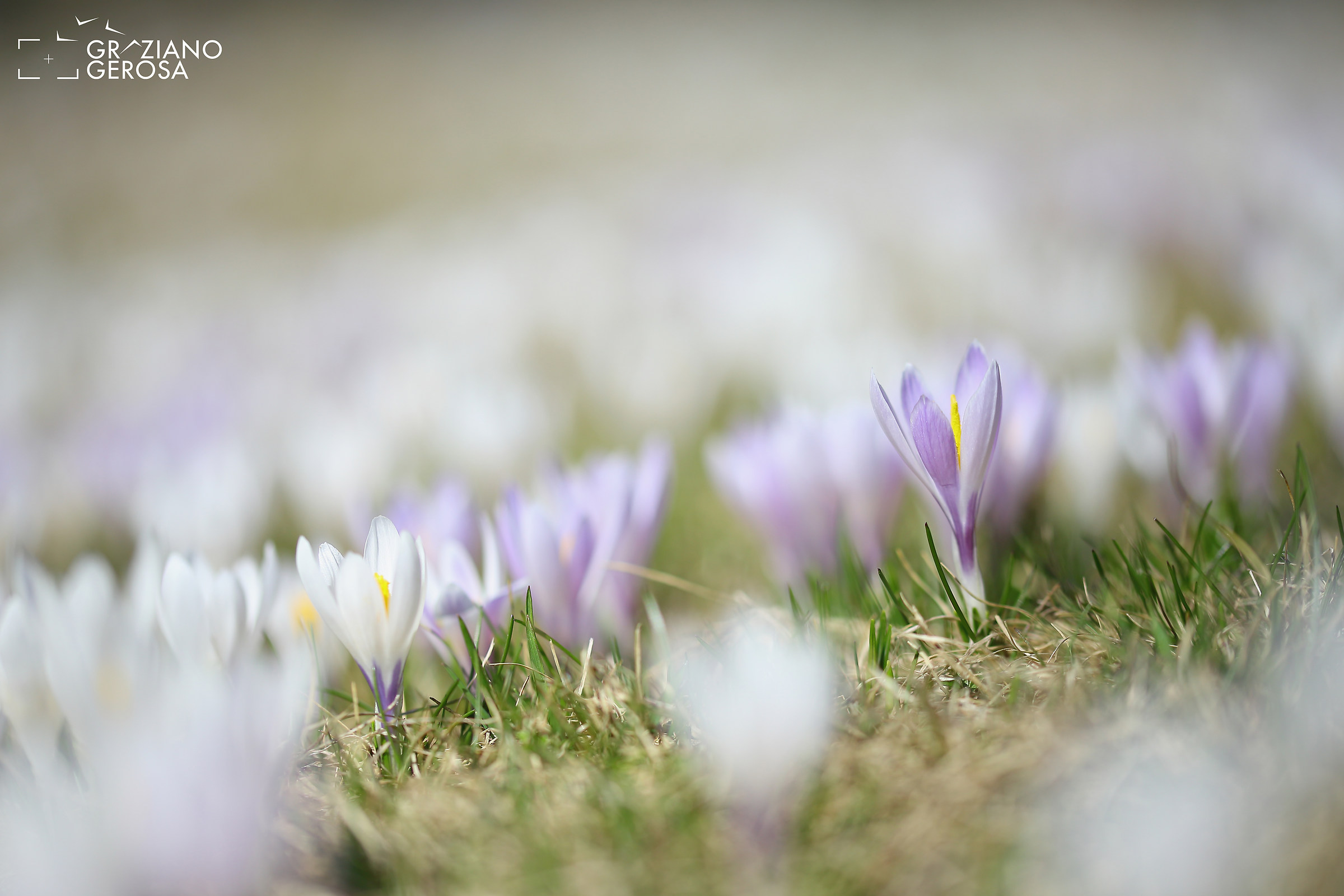 Segnali di primavera