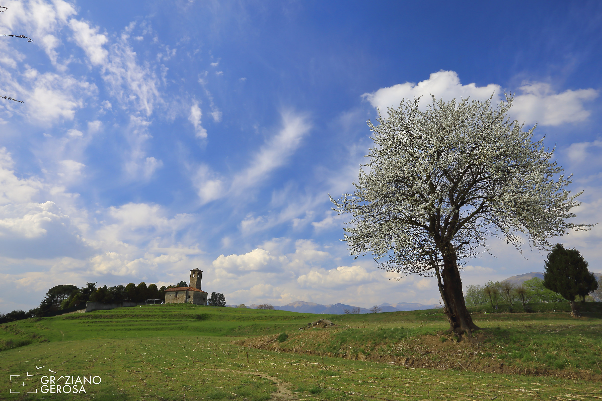 Il ciliegio del San Martino