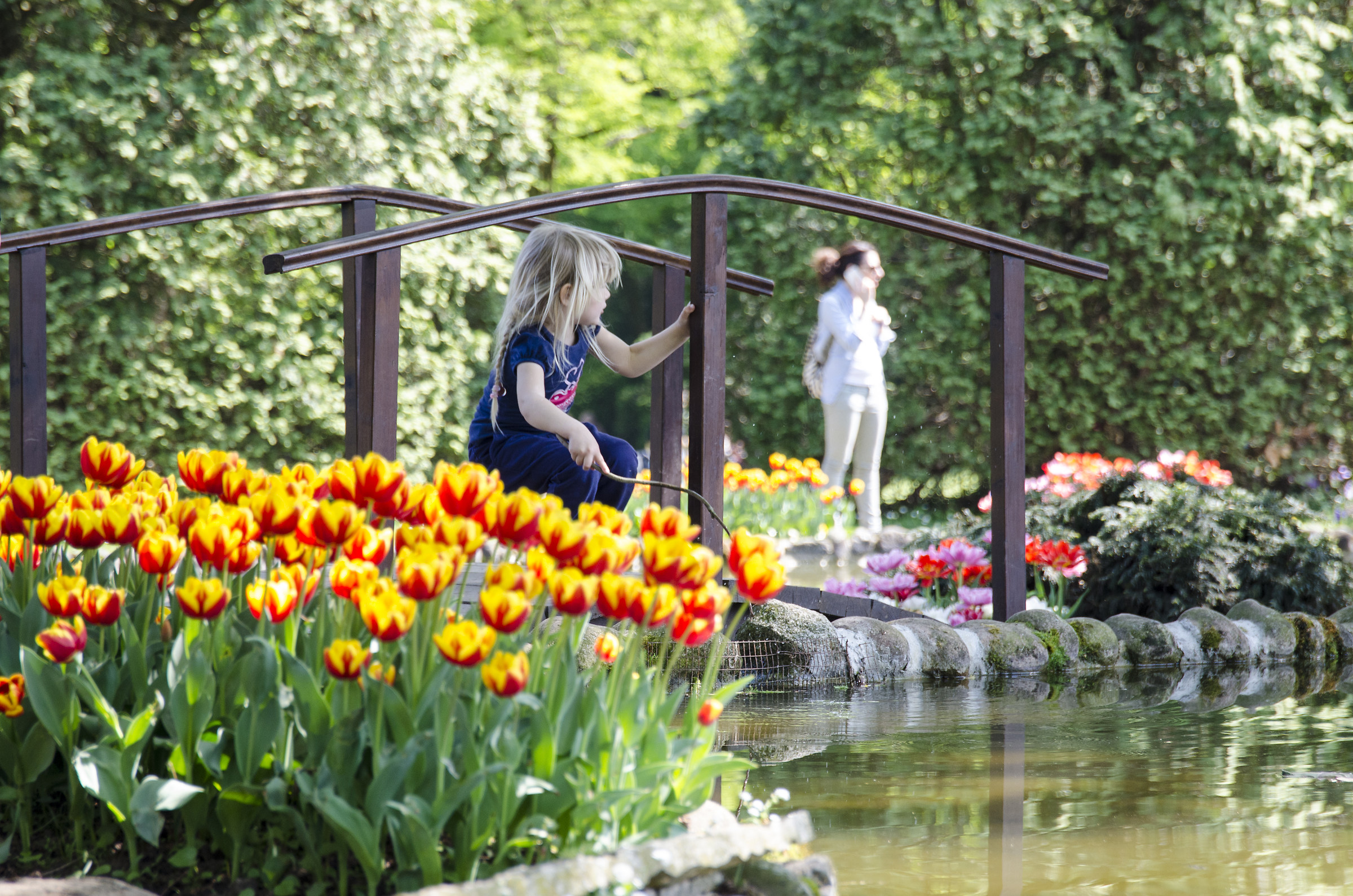 among tulips
