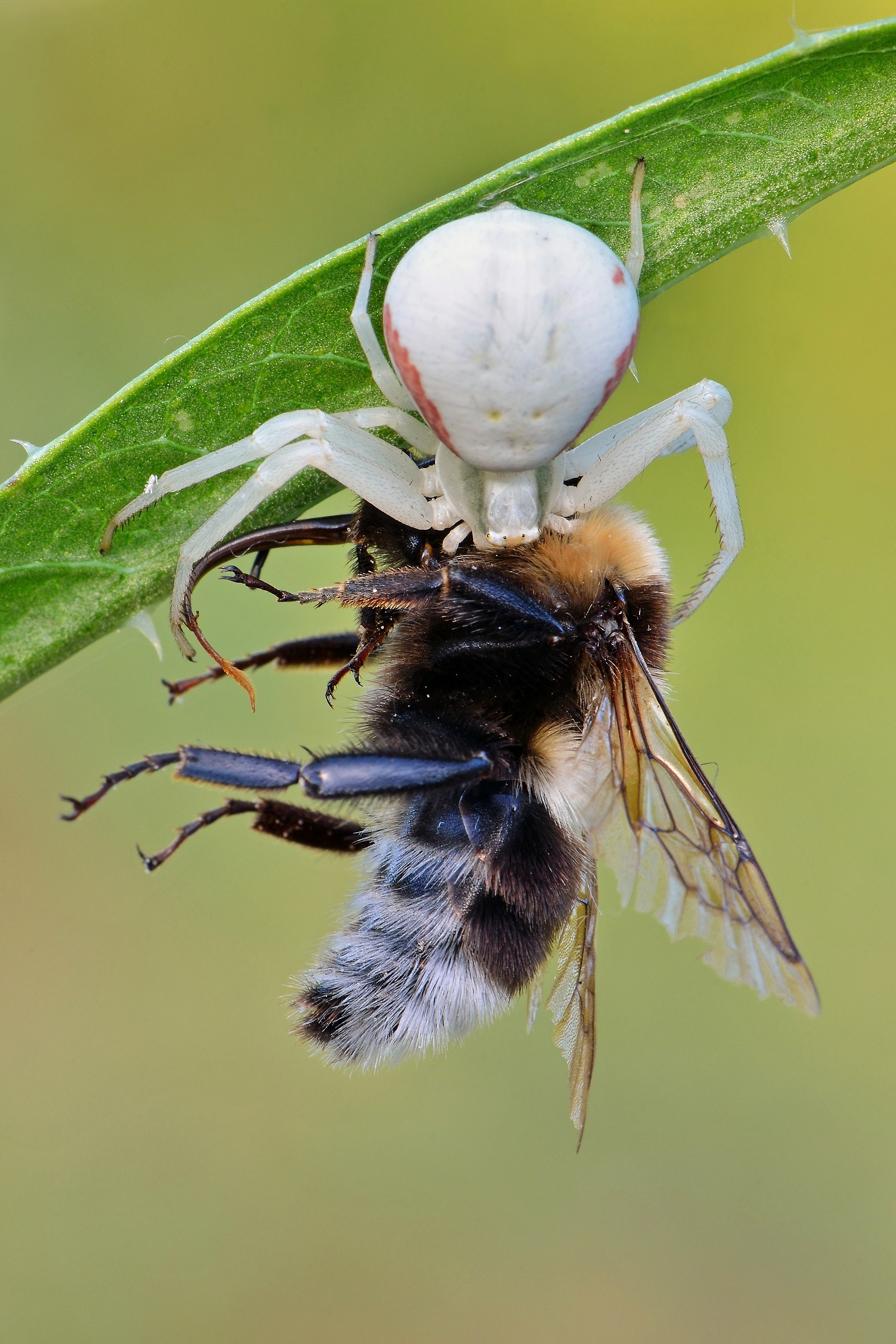 Misumena vatia con preda (Bombo)