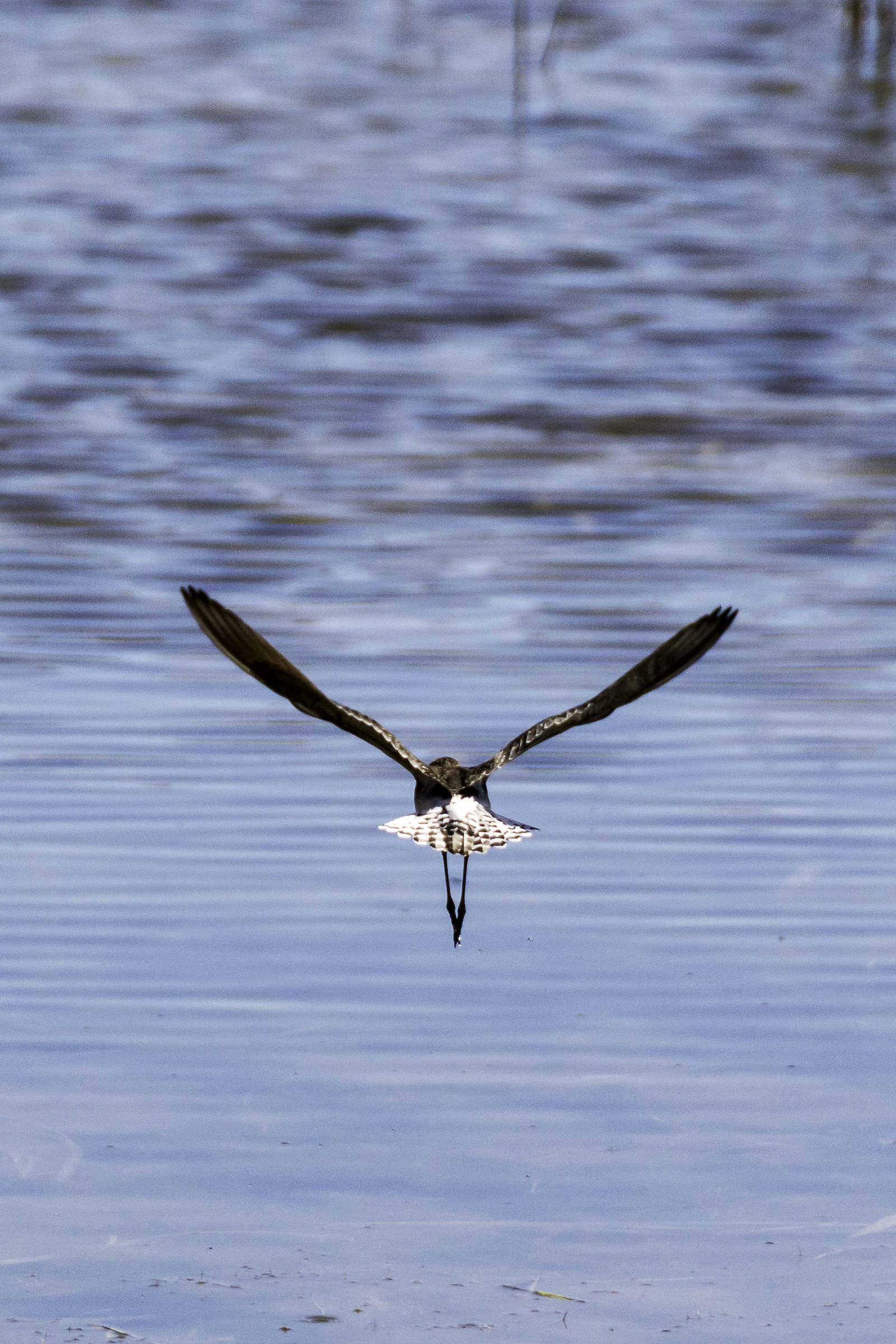 Volo via