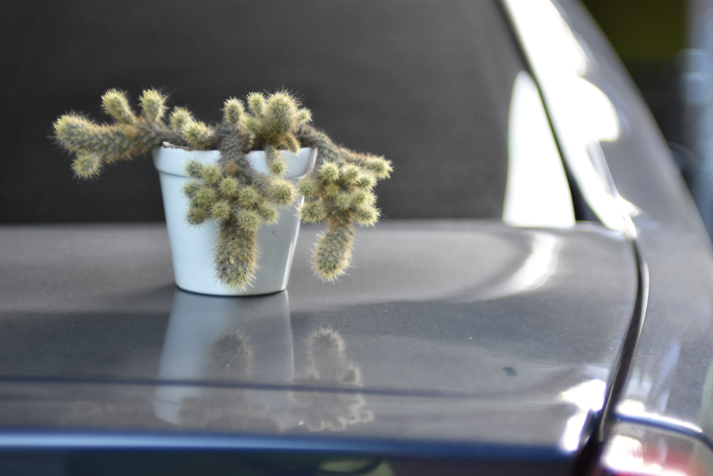 Cactus en carro polvoriento
