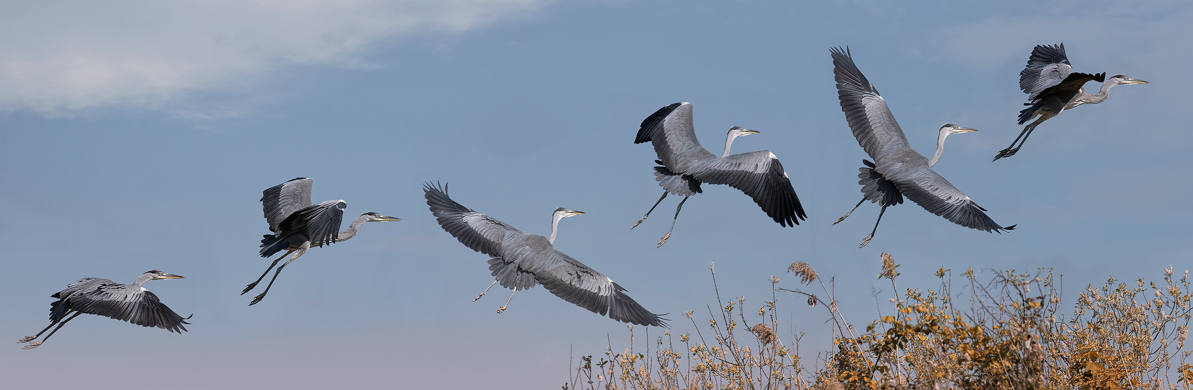 Lake Superior Mantova - Meetings 2017