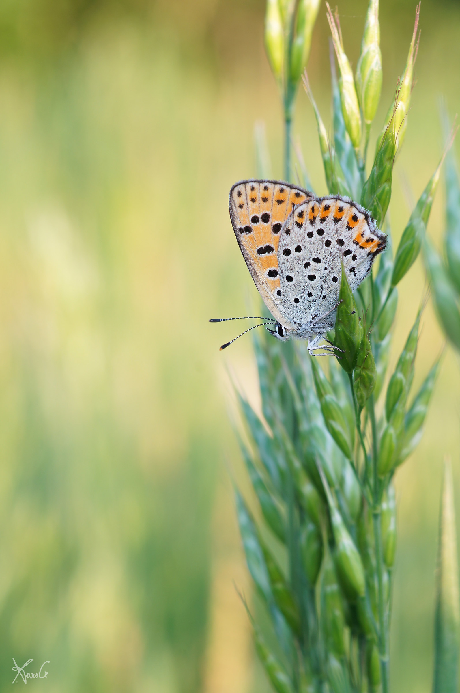 La tityrus al tramonto