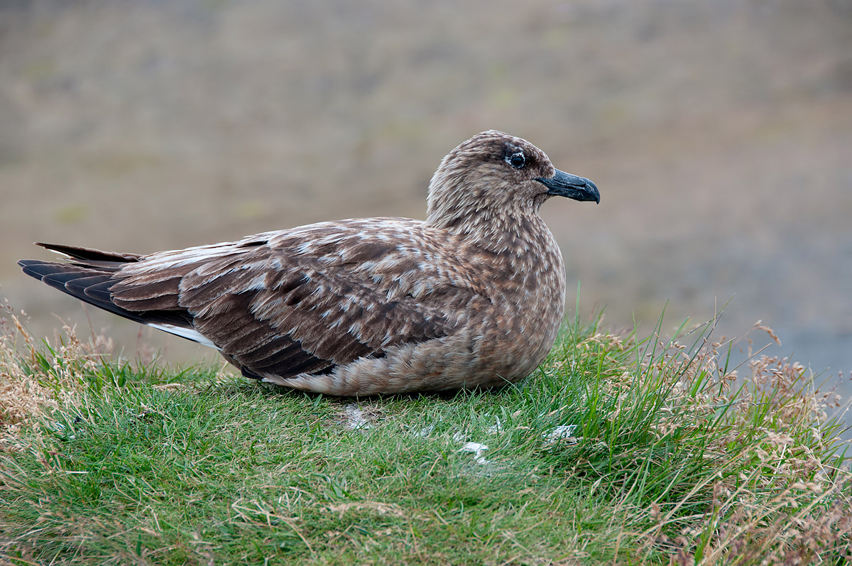 Stercorario maggiore (Stercorarius skua)