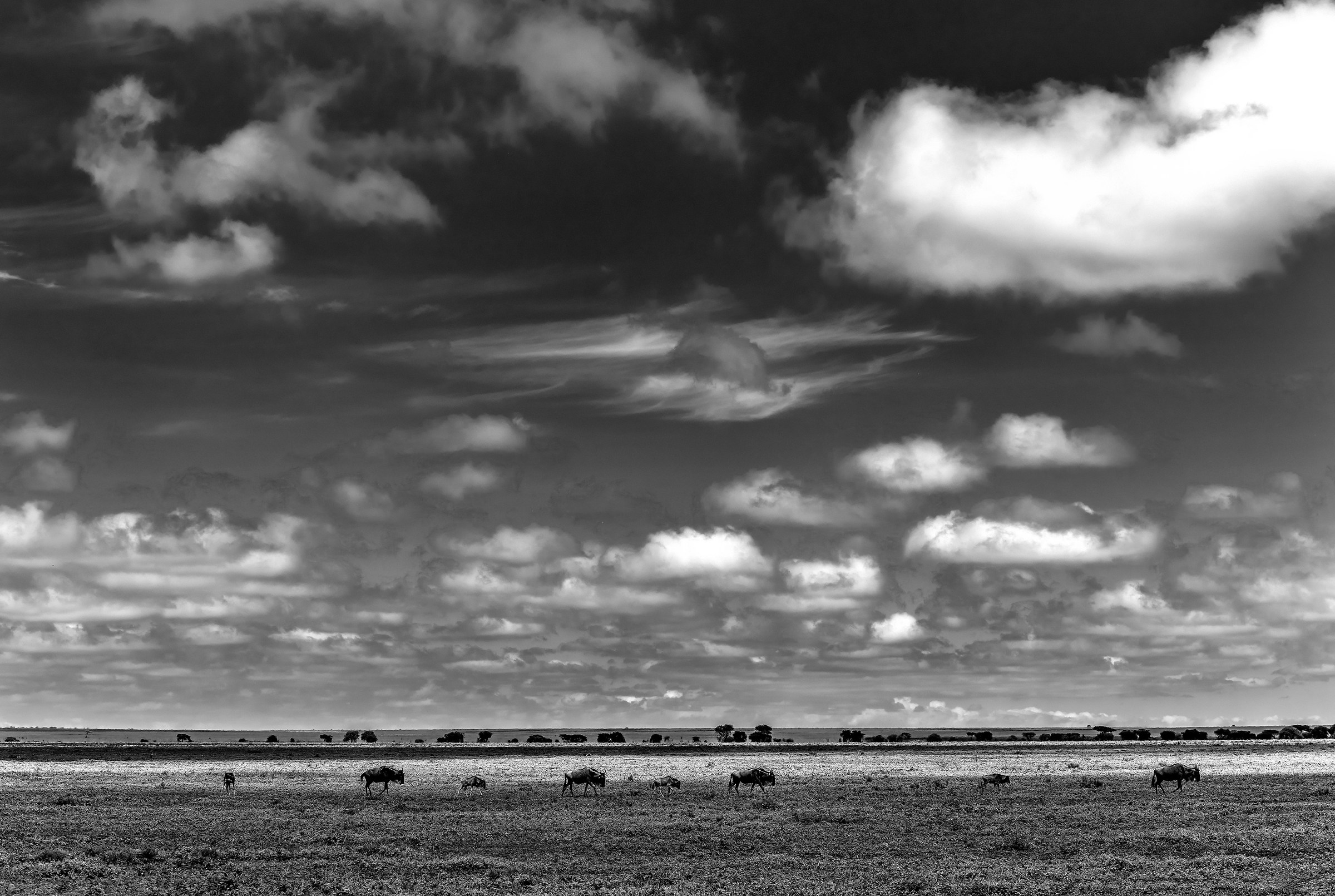 Tanzania 2017 - Savannah  B&W