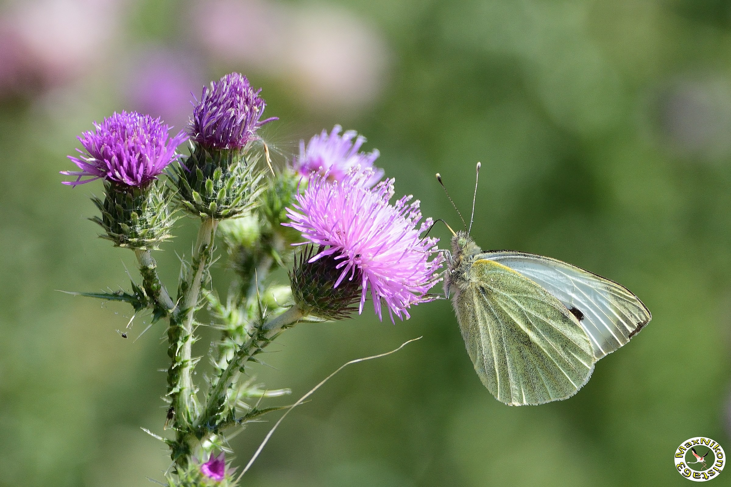 Farfallina and thistle flowers
