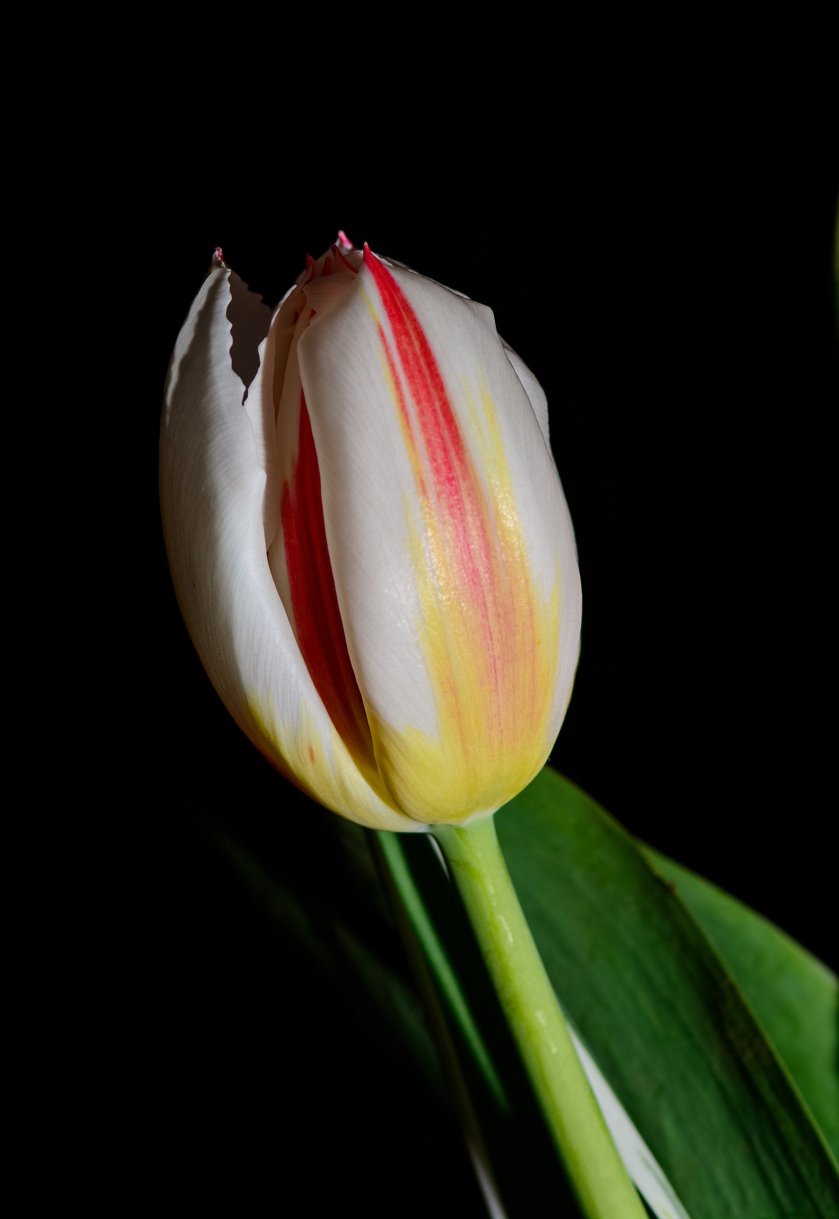Tulip low key 2