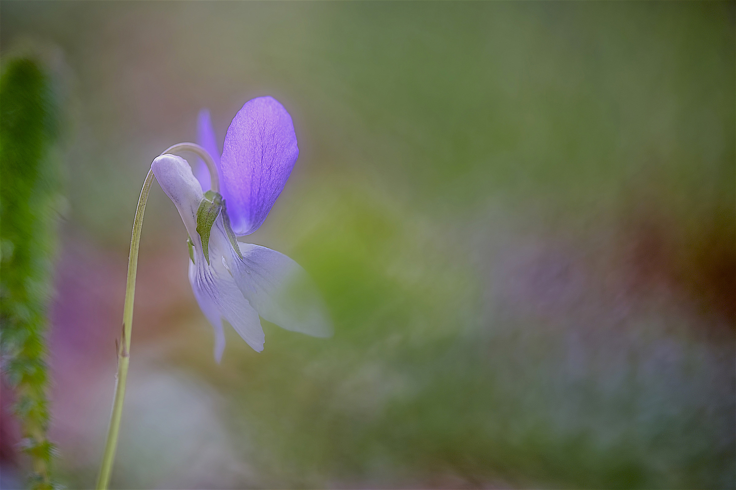 Viola di Dehnhardt lato B