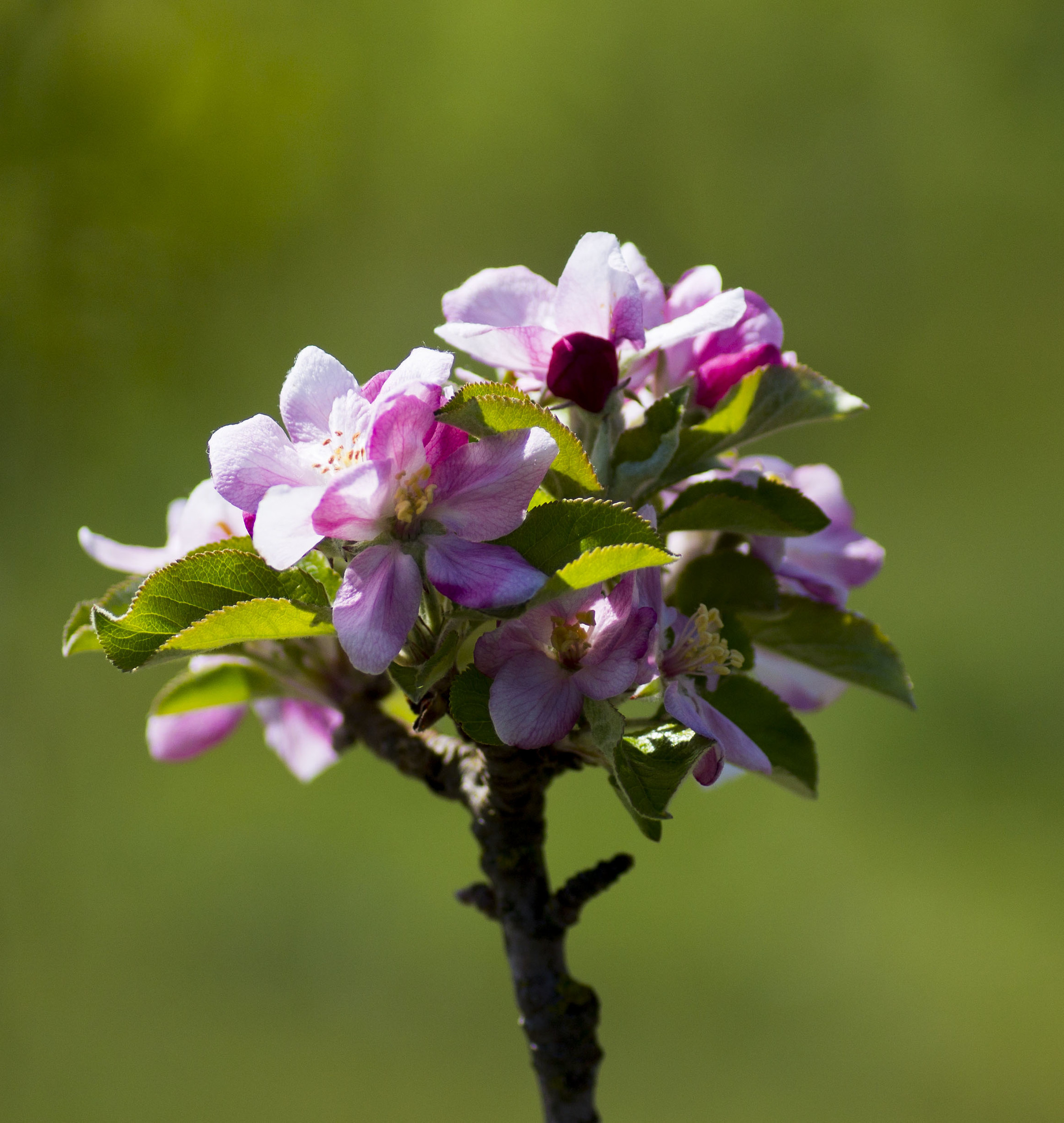 flowers pink flowers .....