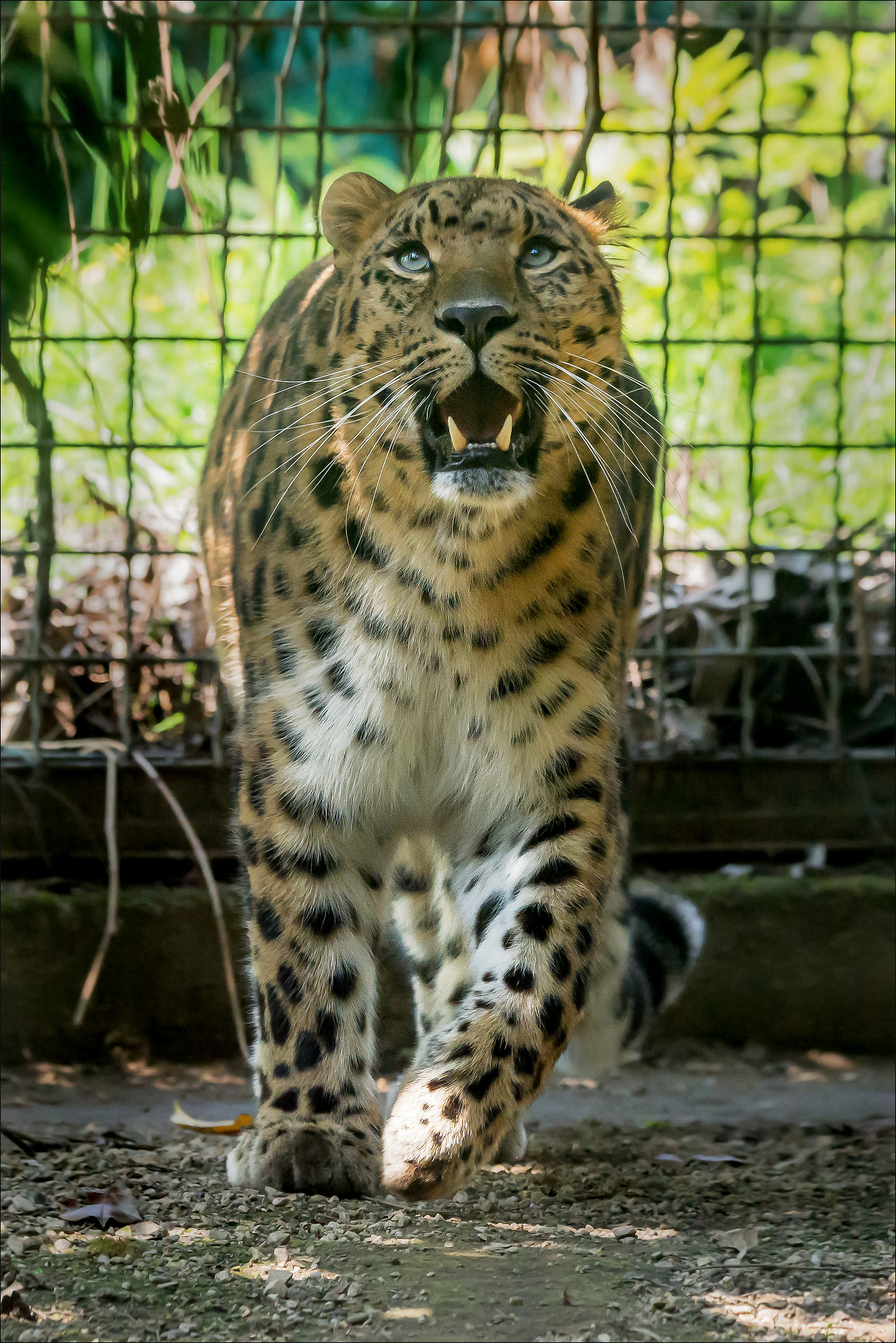 Leopardo dell' Amur