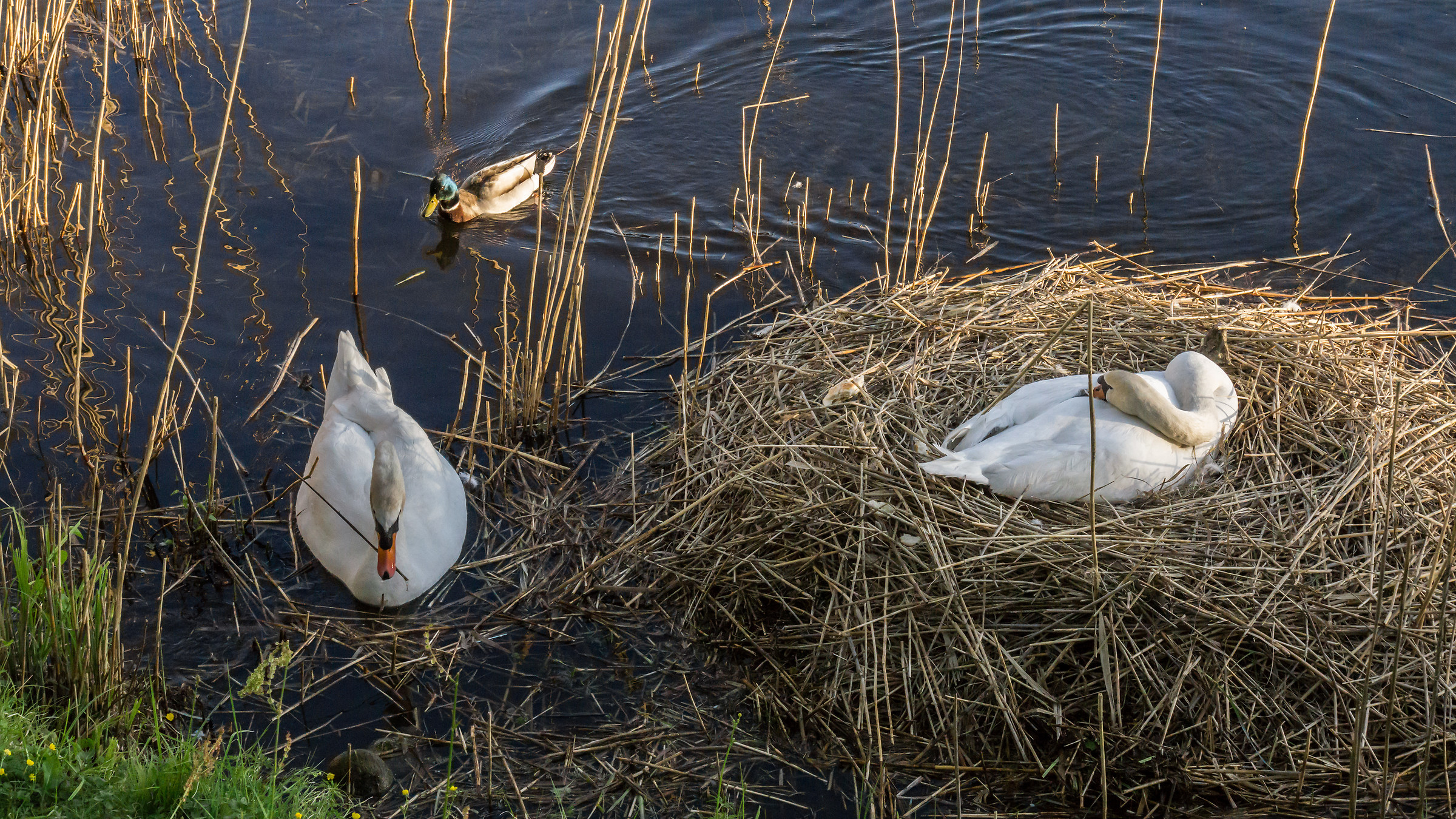 Coppia di cigni con il loro nido - 2