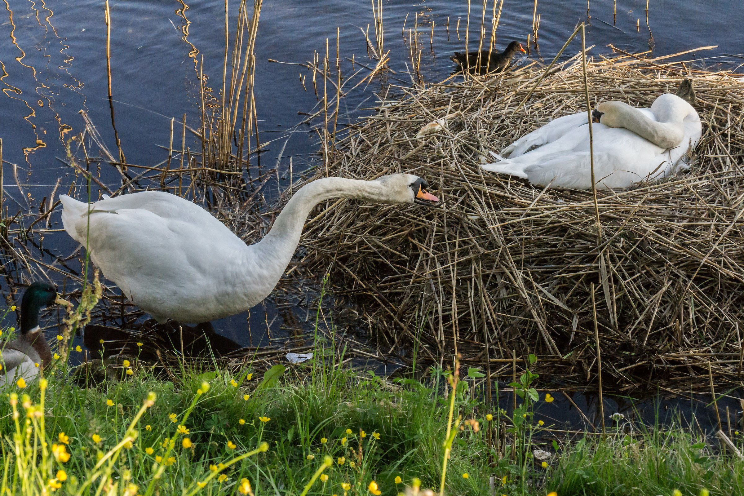 Coppia di cigni con il loro nido - 7