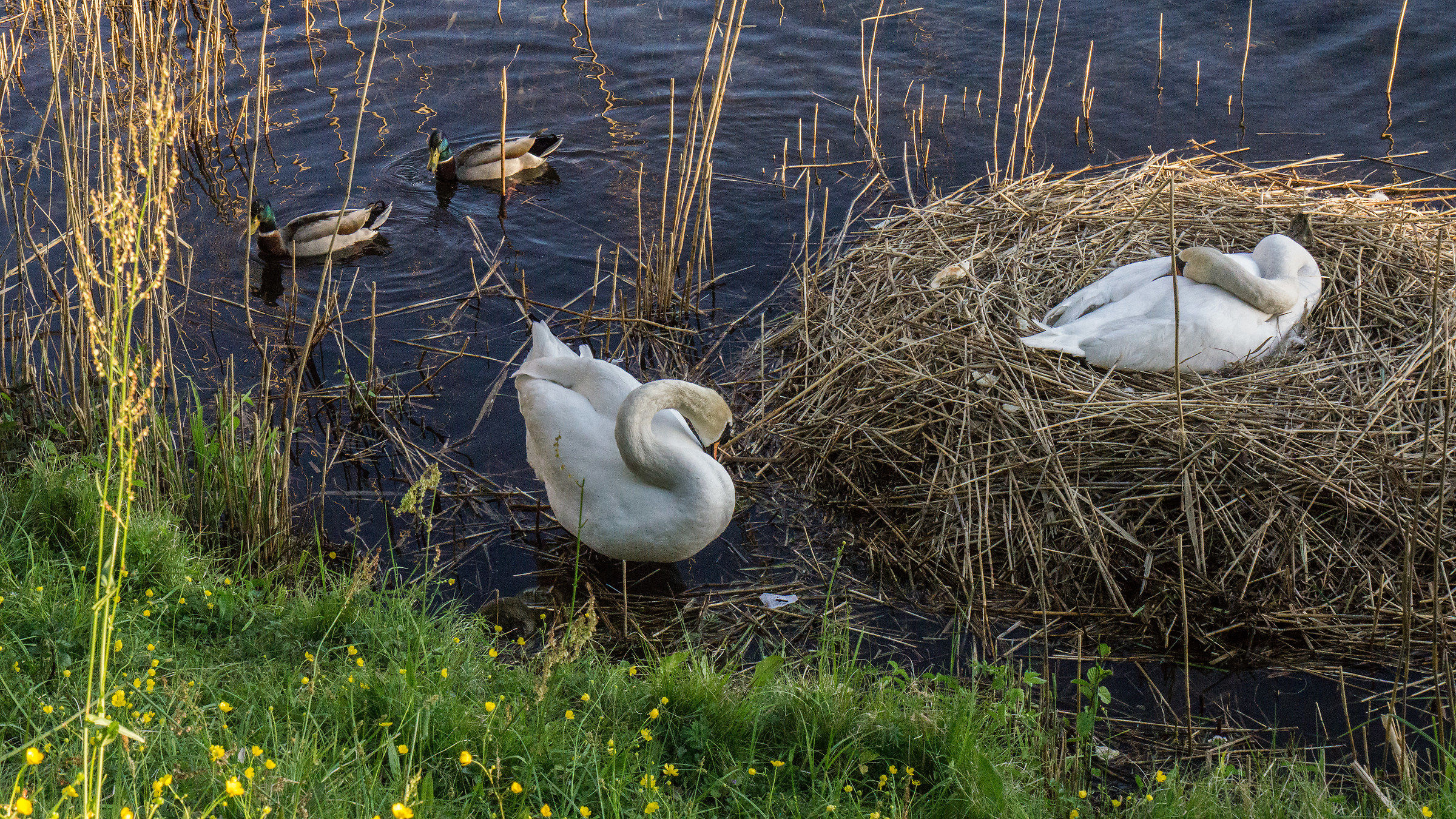 Coppia di cigni con il loro nido - 4