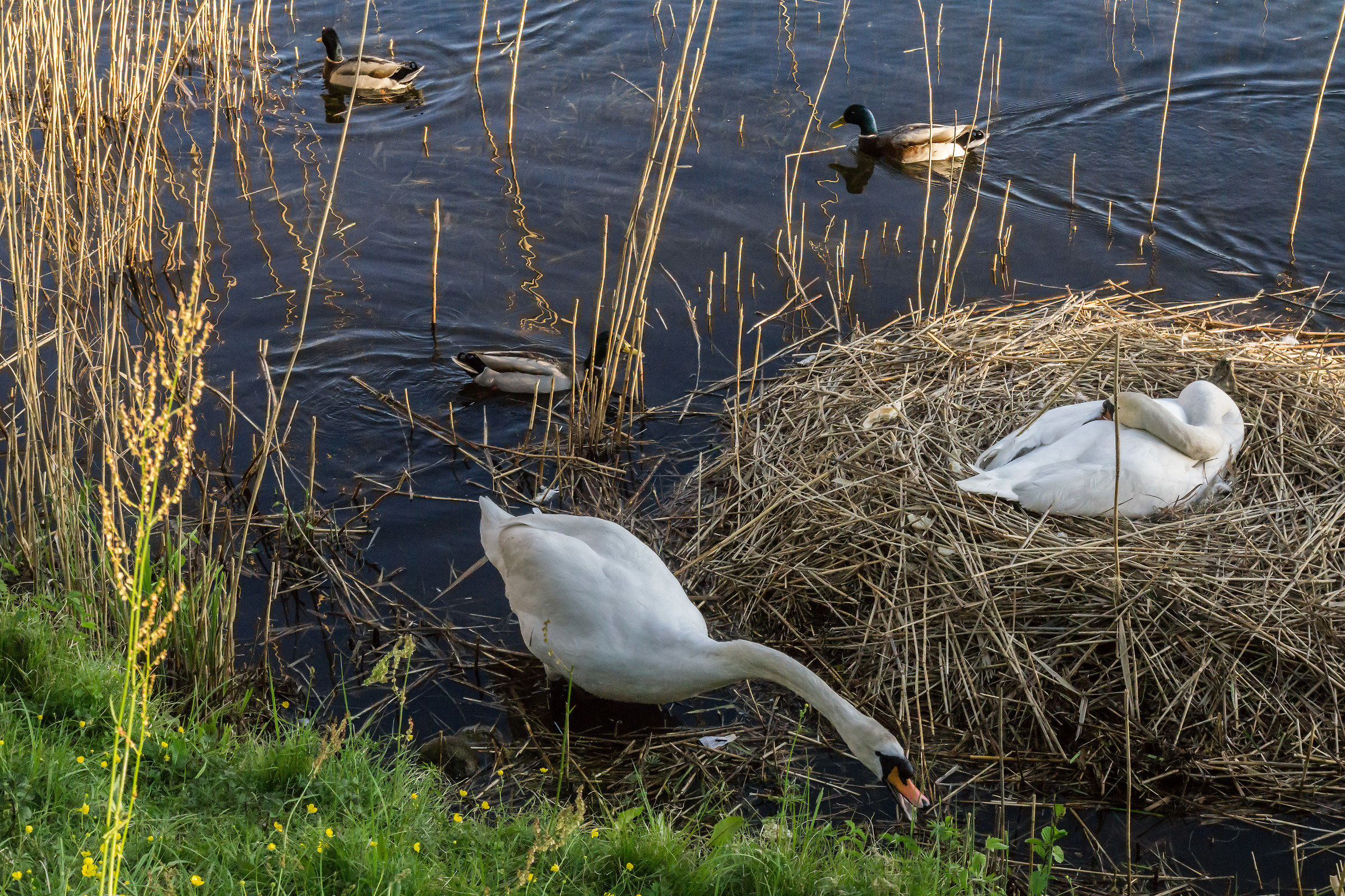 Coppia di cigni con il loro nido - 3