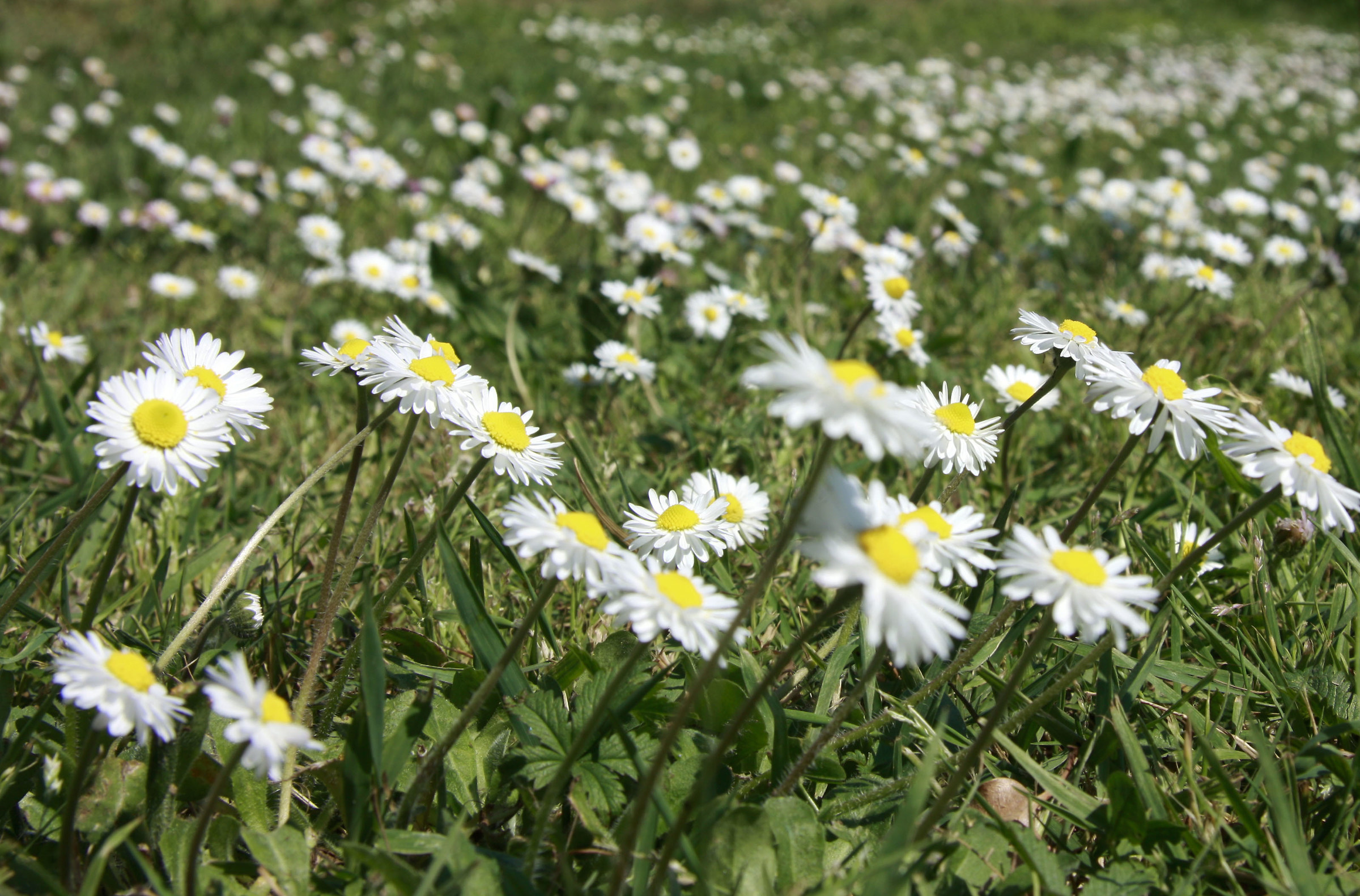 daisies