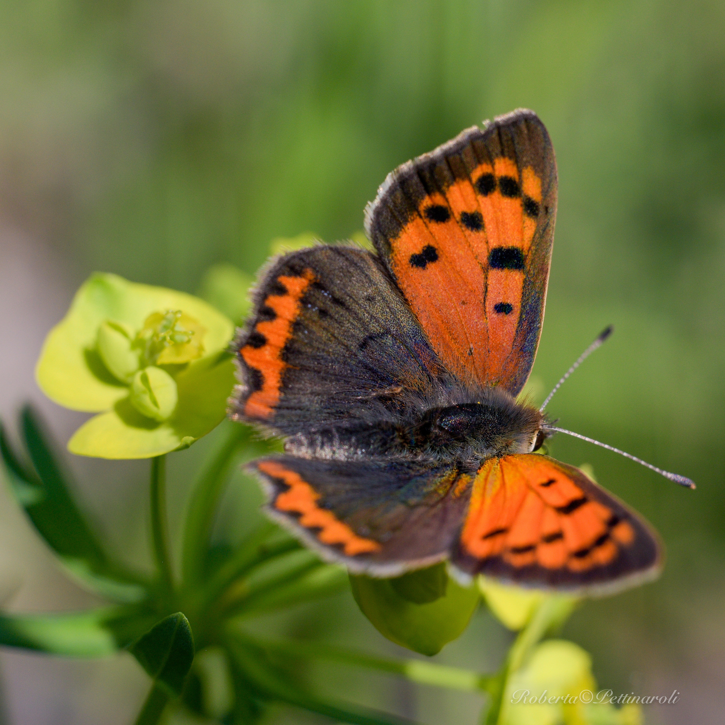 Chasing a butterfly ...