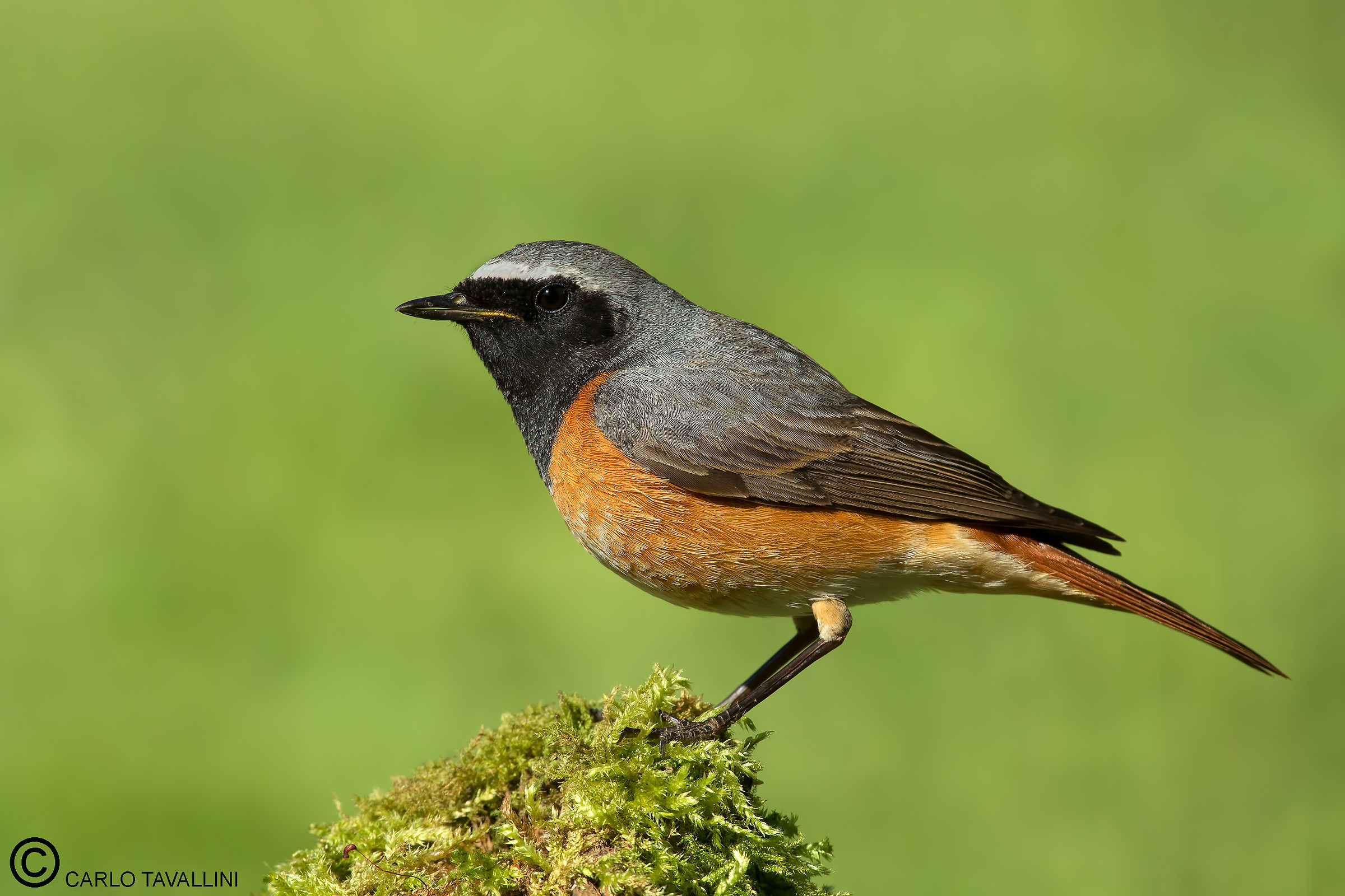 Redstart male