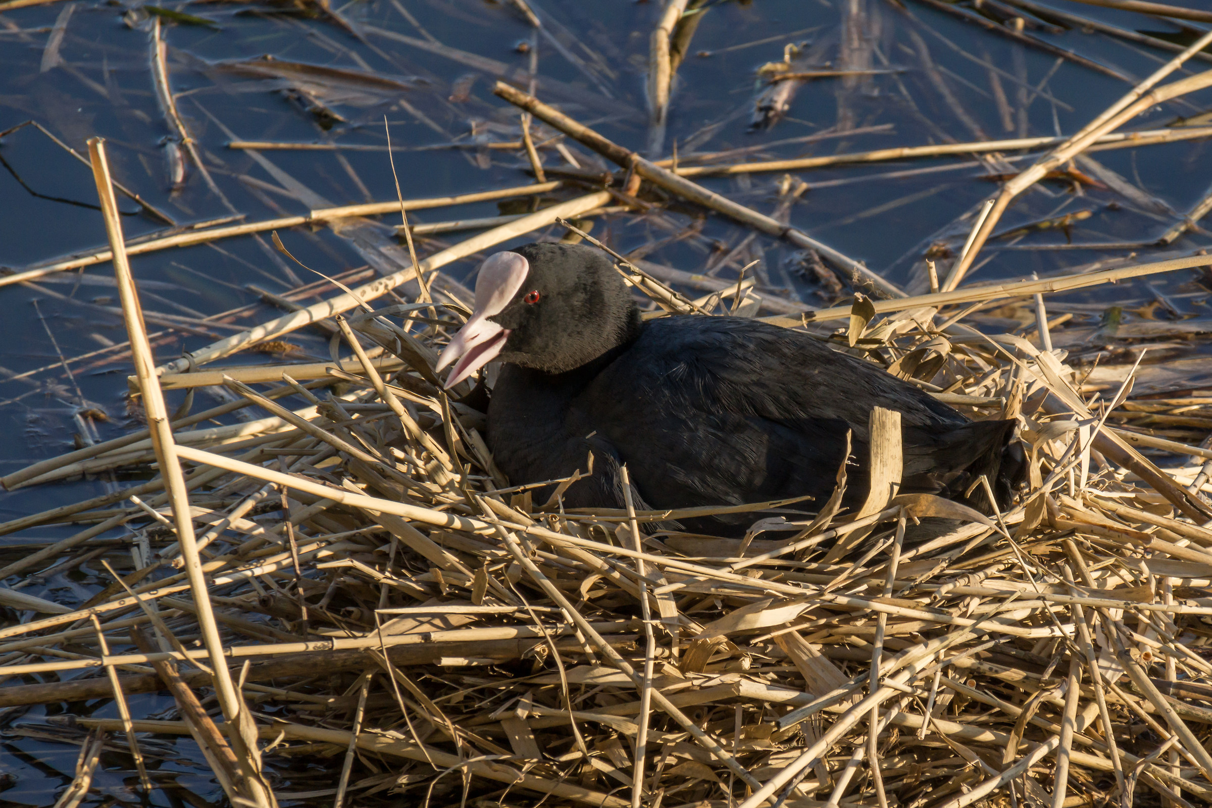 Coot nest hatching on the float - 1