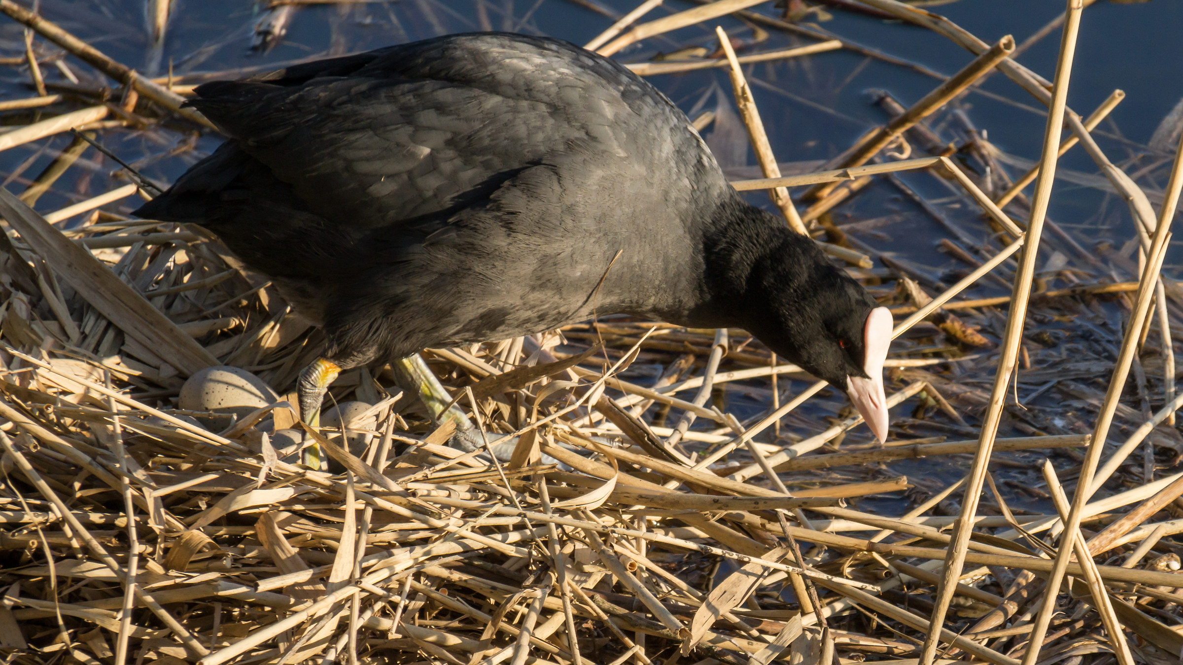 Coot nest hatching on the float - 3