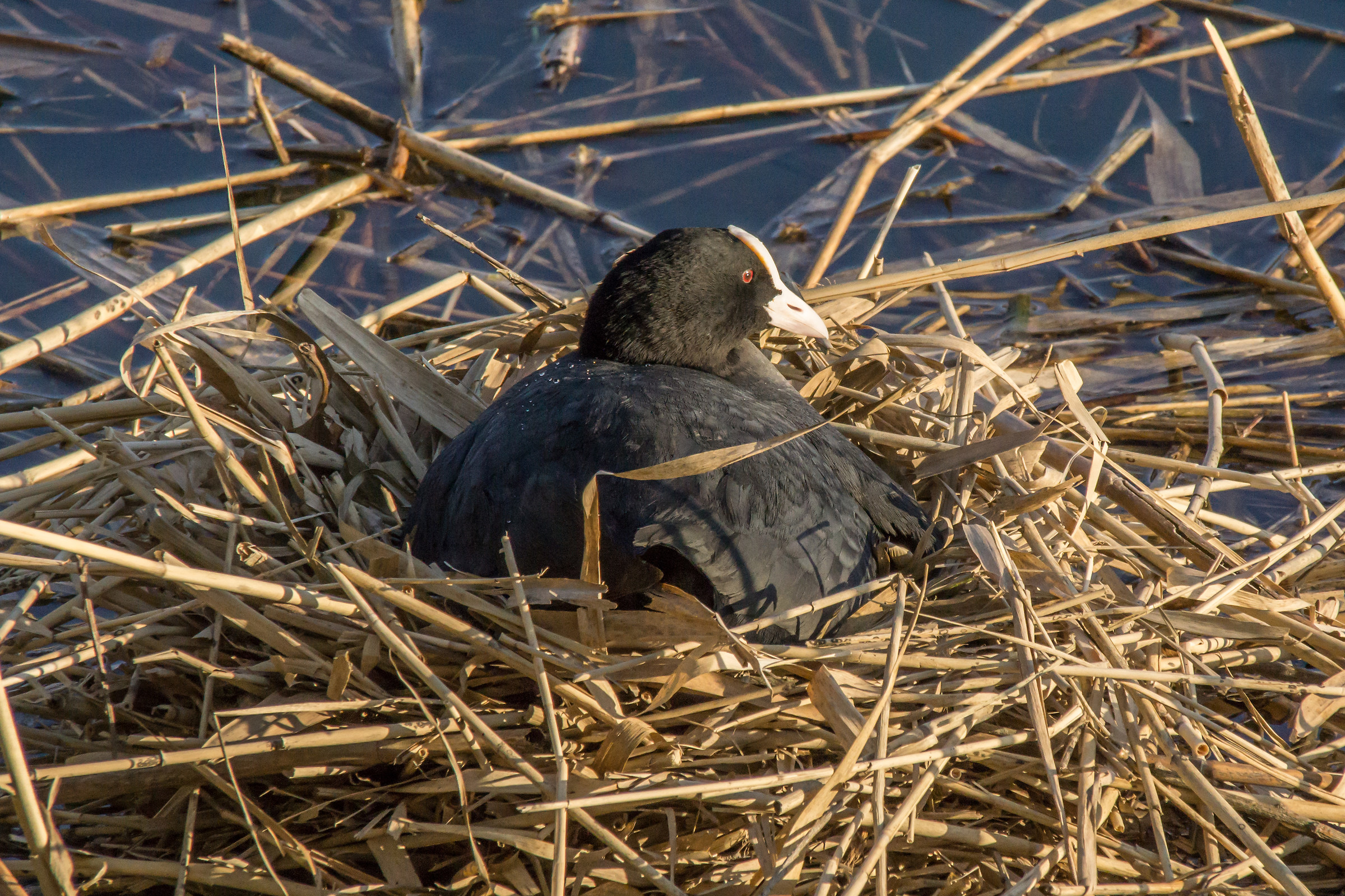 Coot nest hatching on the float - 6