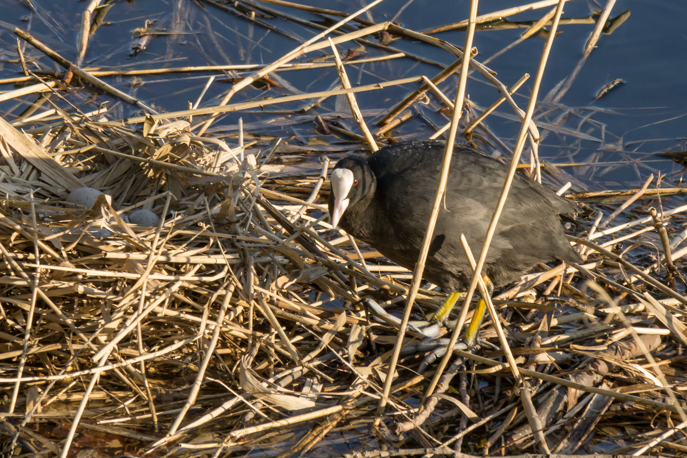 Coot nest hatching on the float - 5