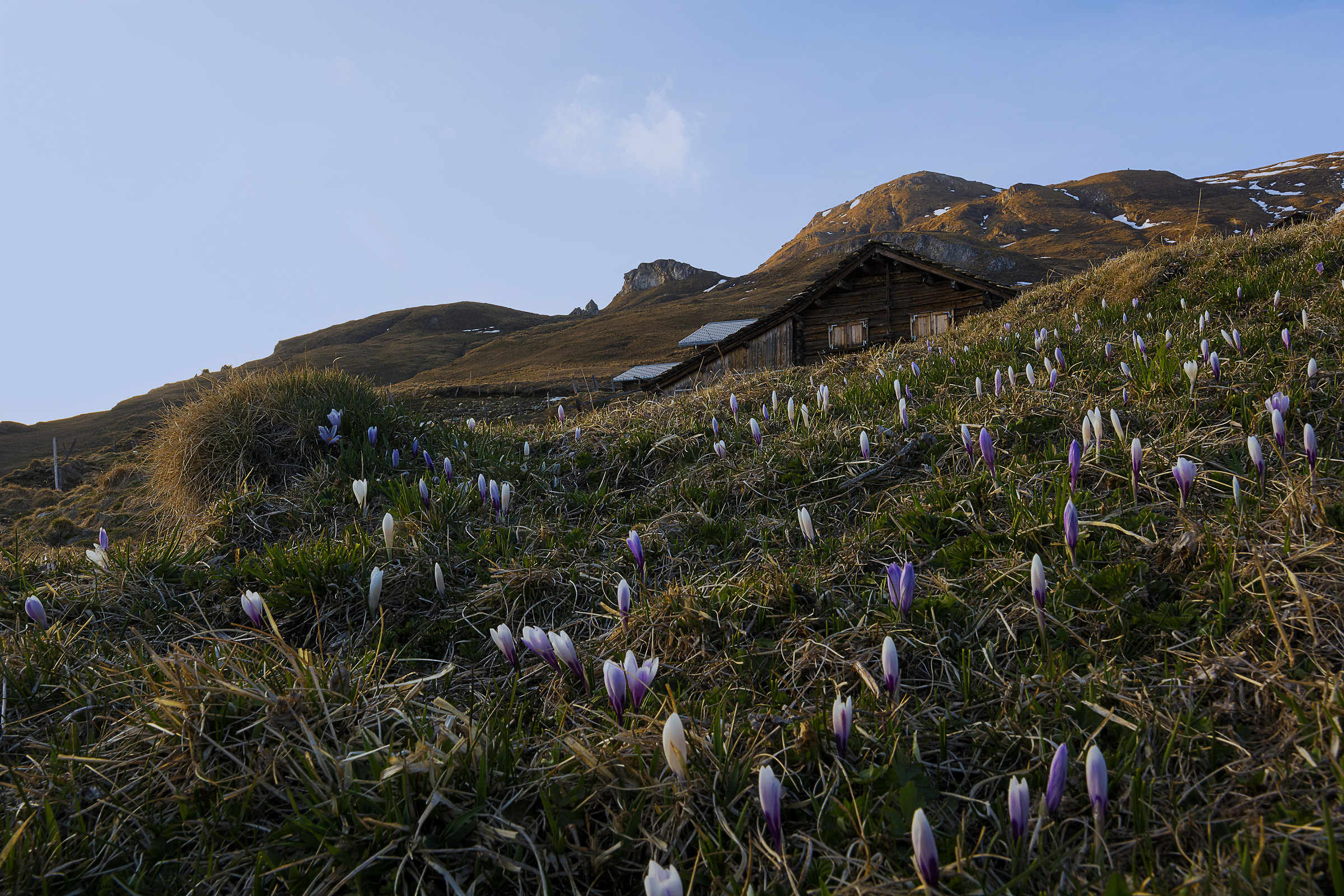 Alpe "Platta" coi fiocchi......opps coi Crocchi