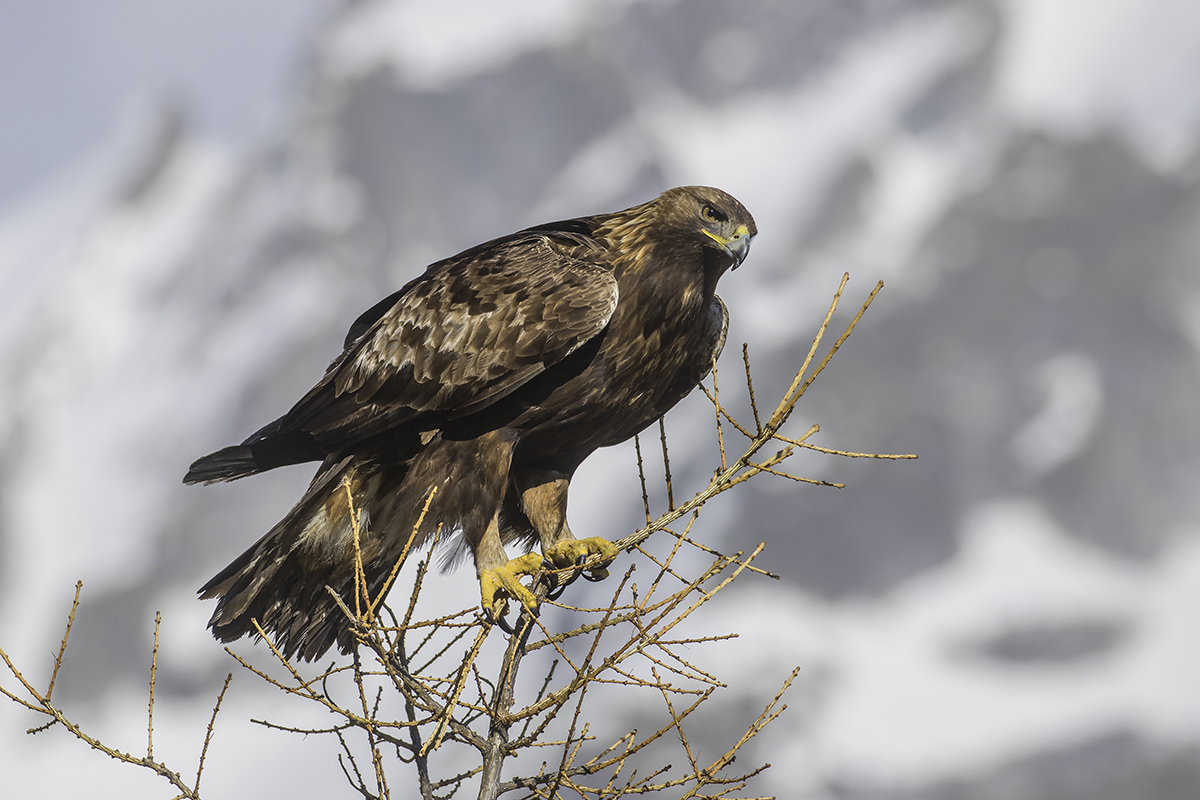 Golden Eagle