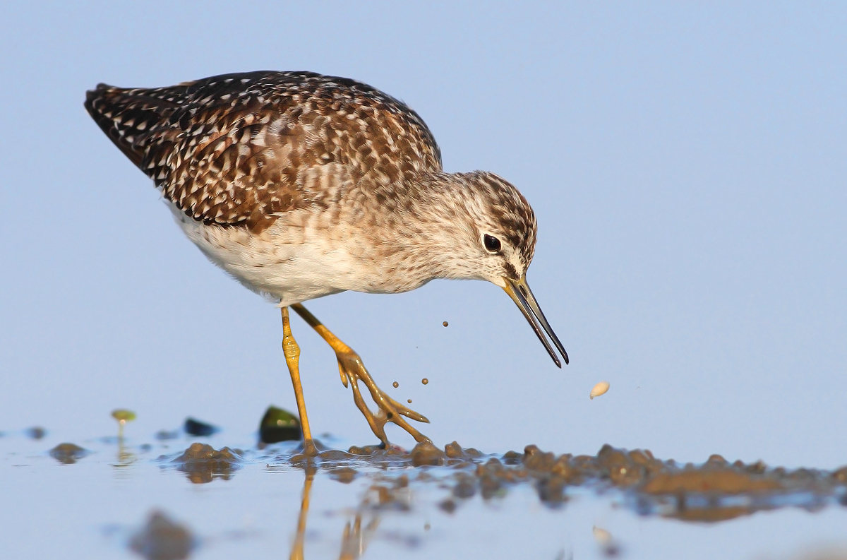 Wood Sandpiper