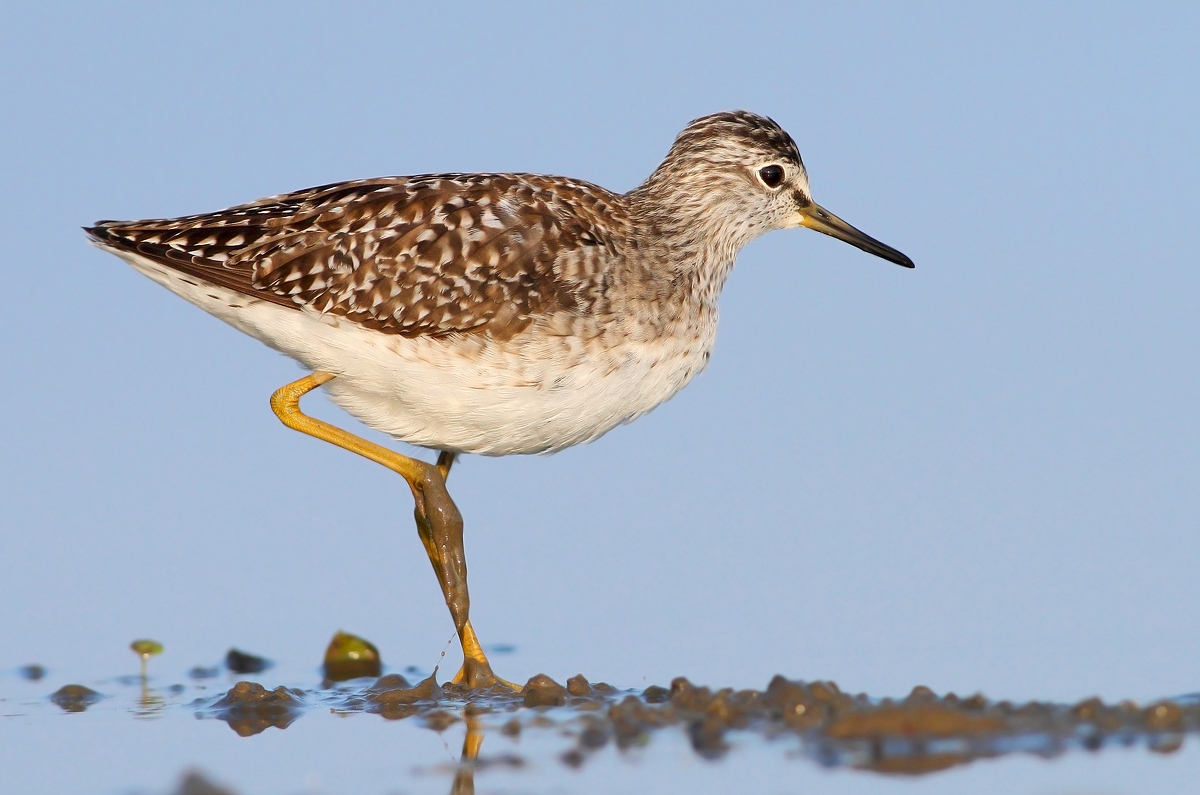 Wood Sandpiper