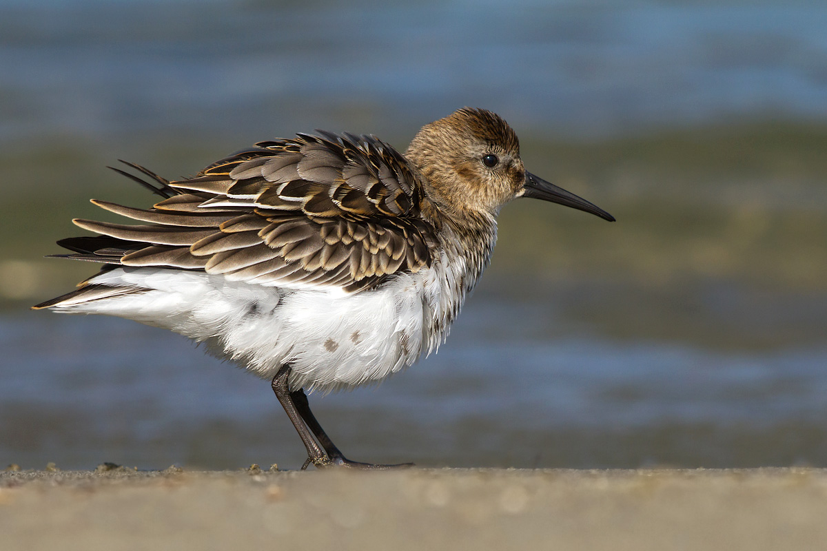 Piovanello Pancianera