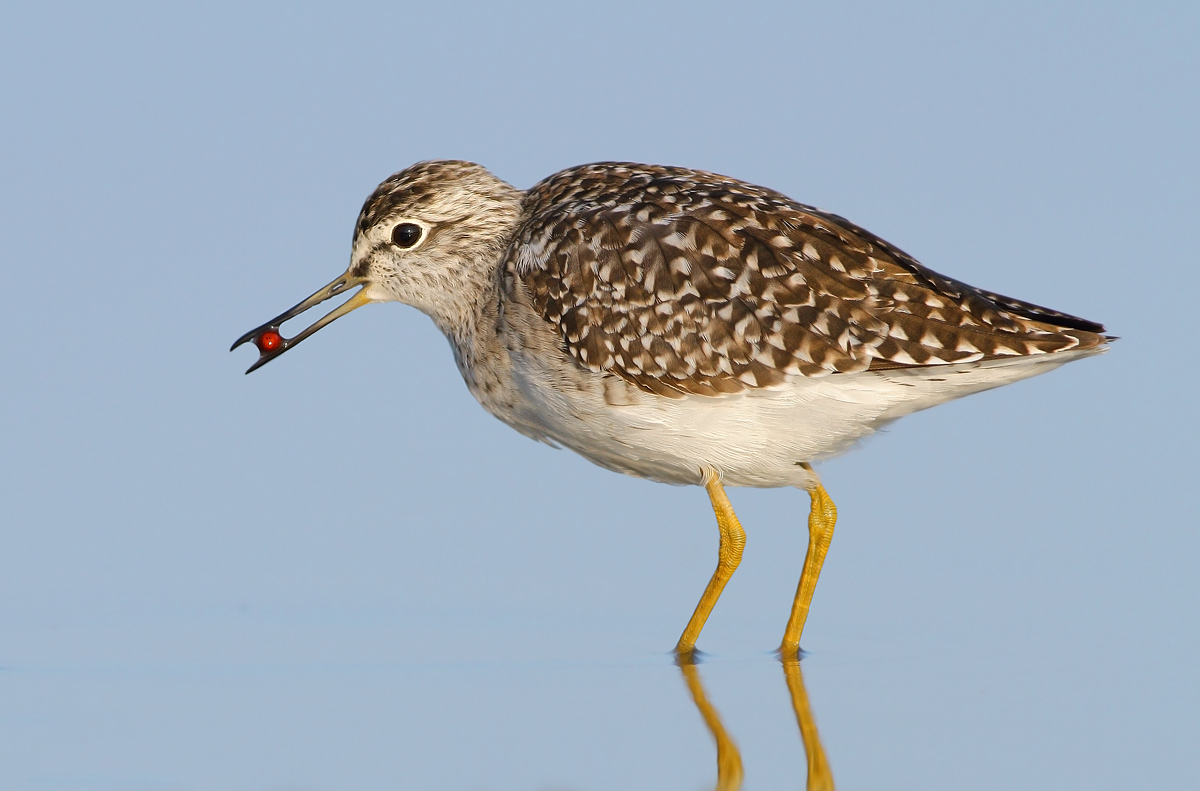 Wood Sandpiper