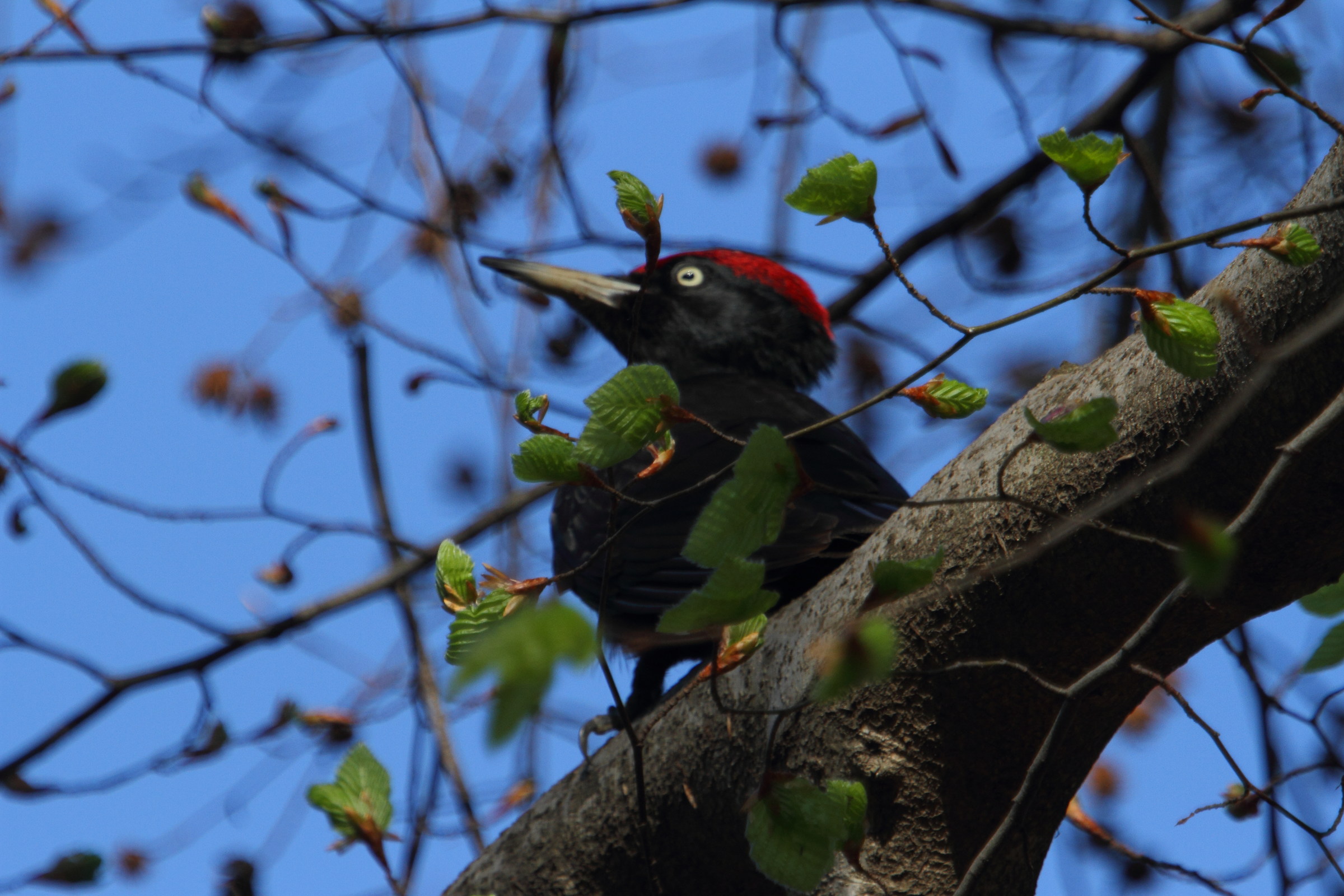 Picchio nero in osservazione