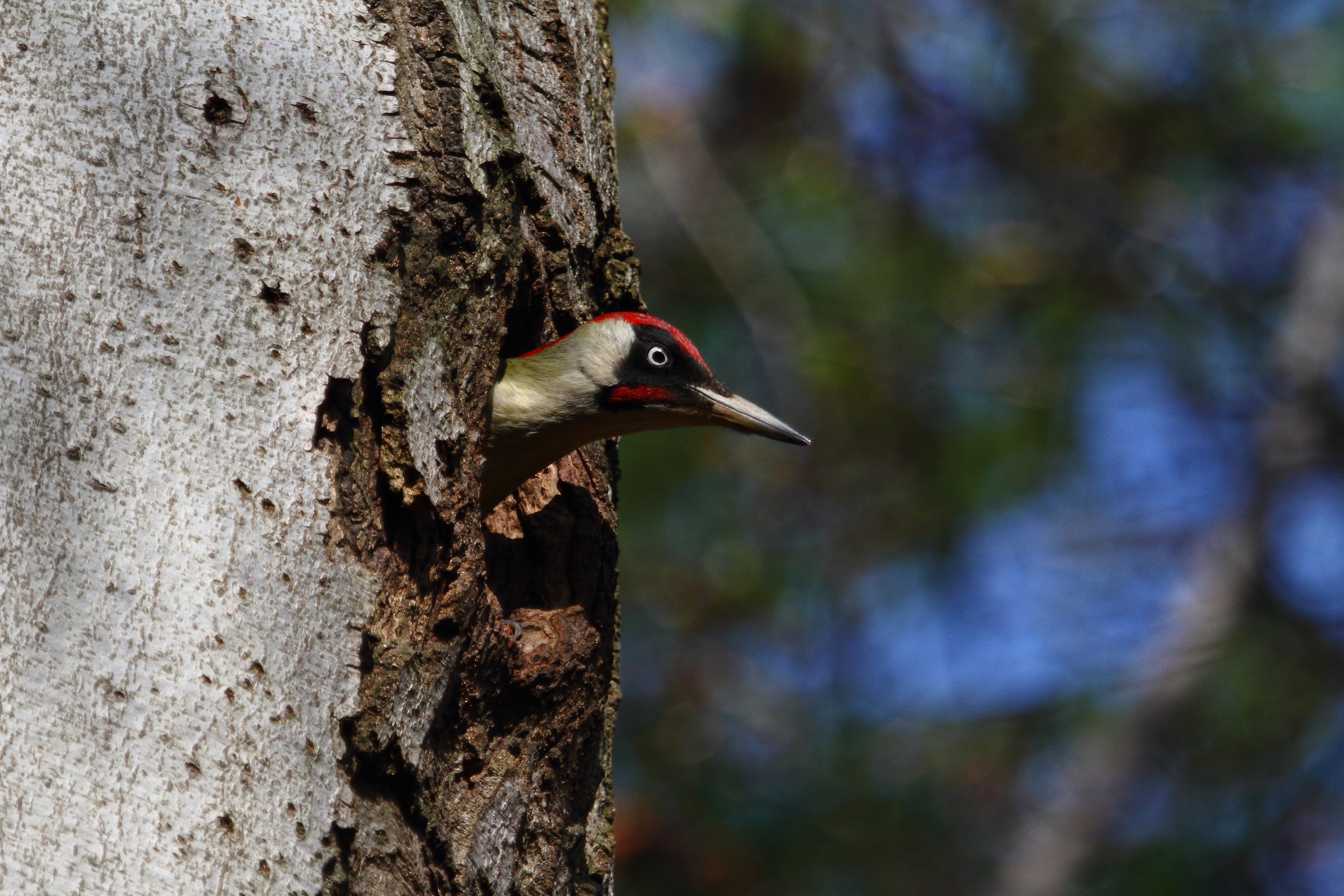 Green Woodpecker controls the territory