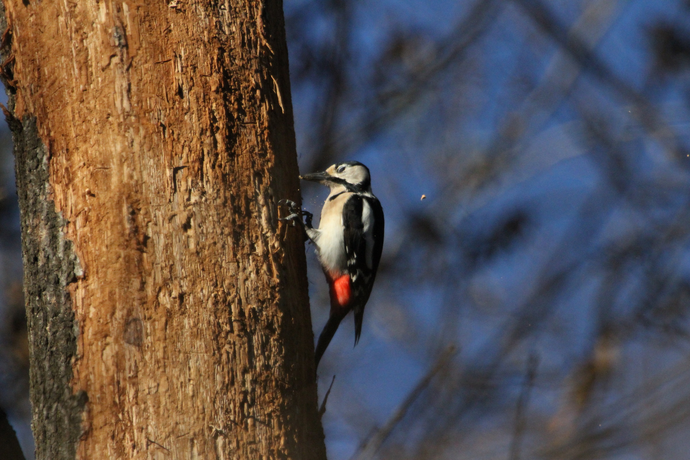 Picchio rosso maggiore a caccia di cibo