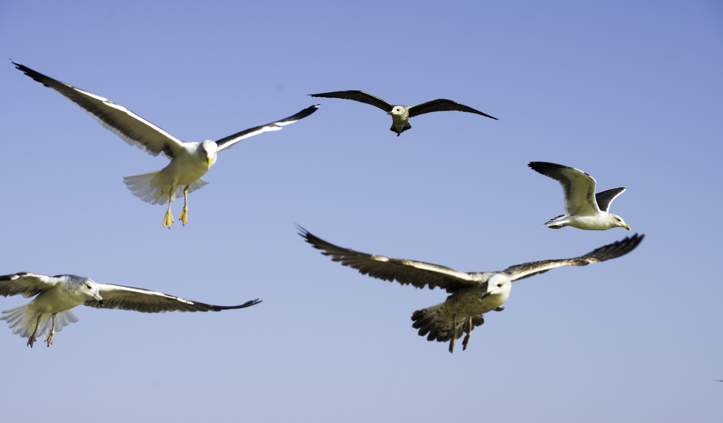 Olhao - gabbiani in atterraggio