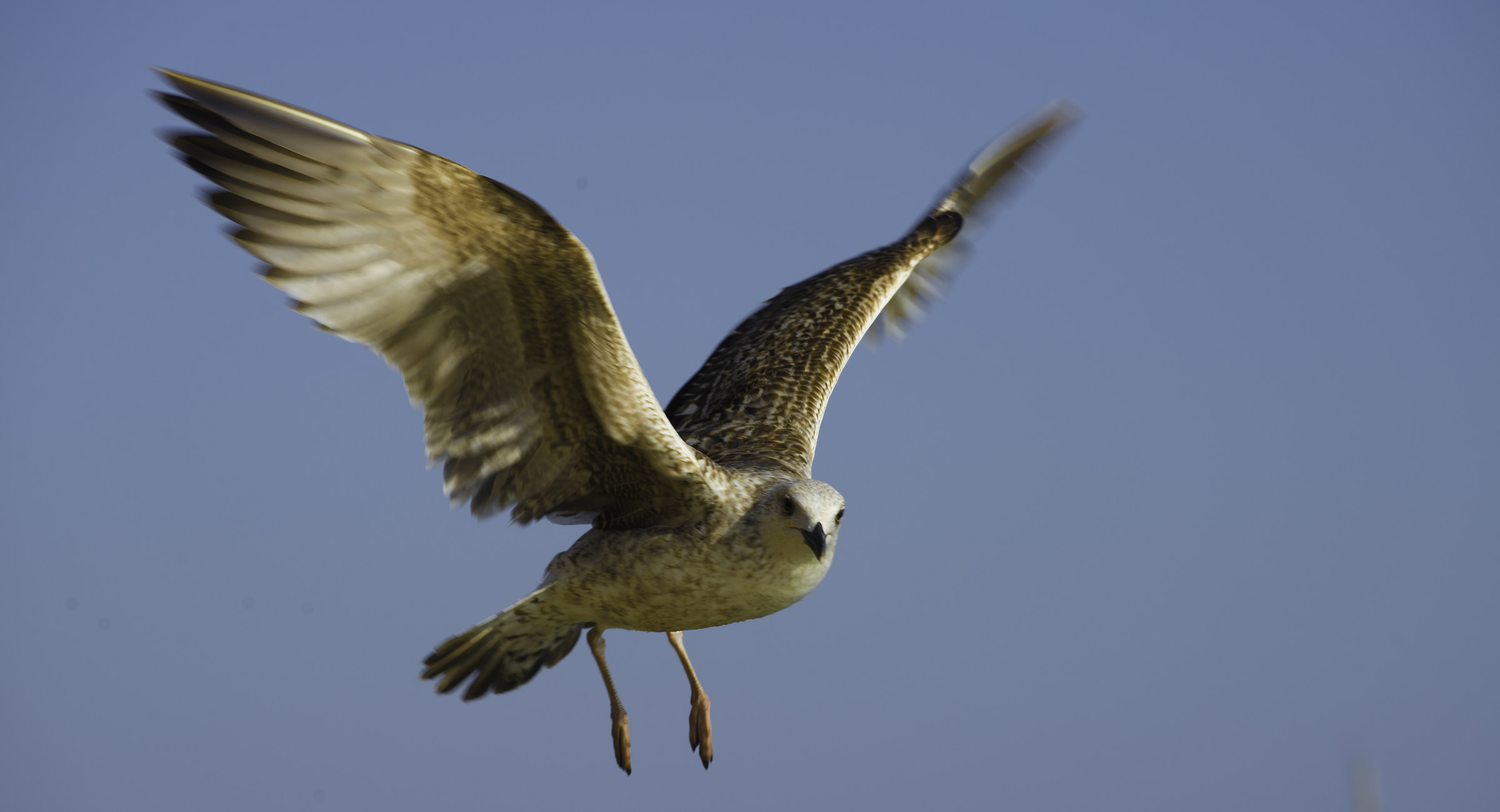 Olhao - gabbiano in volo