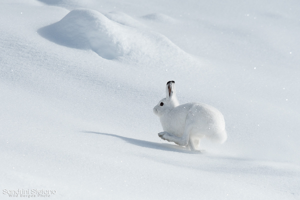 SnowRabbit do not come easy