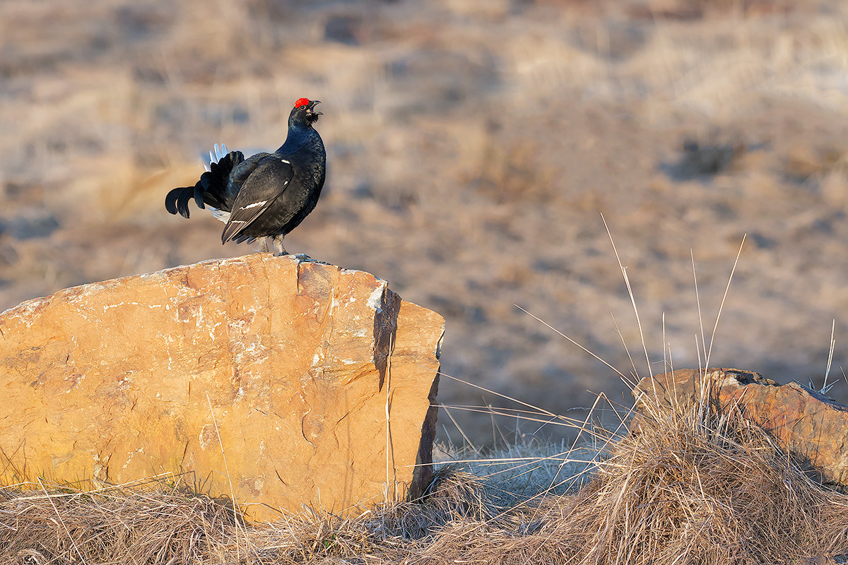 The breath of the rooster