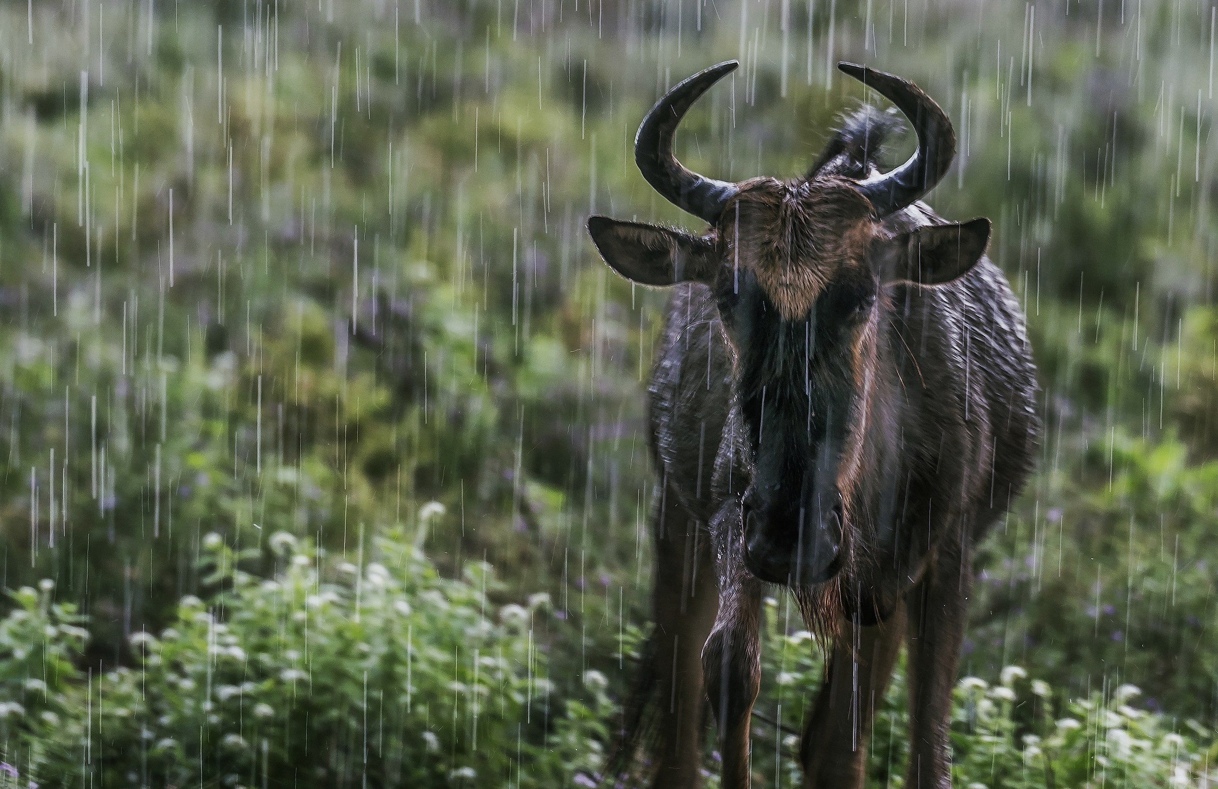 Tanzania 2017 - Sotto la pioggia