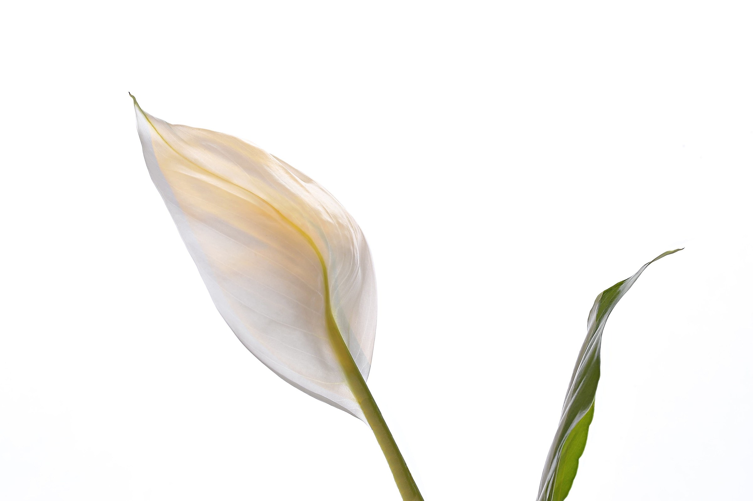 Fiammella di speranza