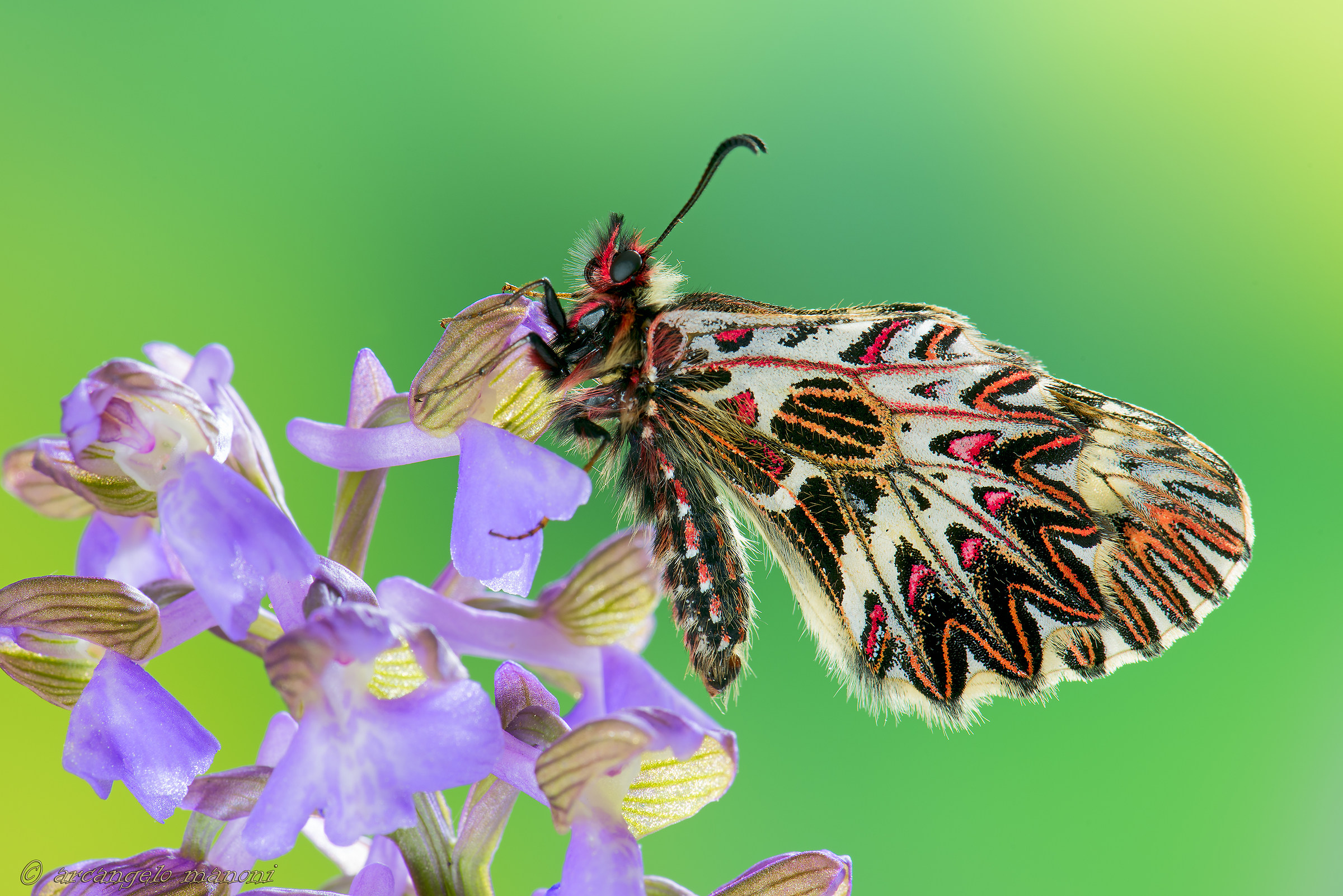 Wild Orchid and zeryntia