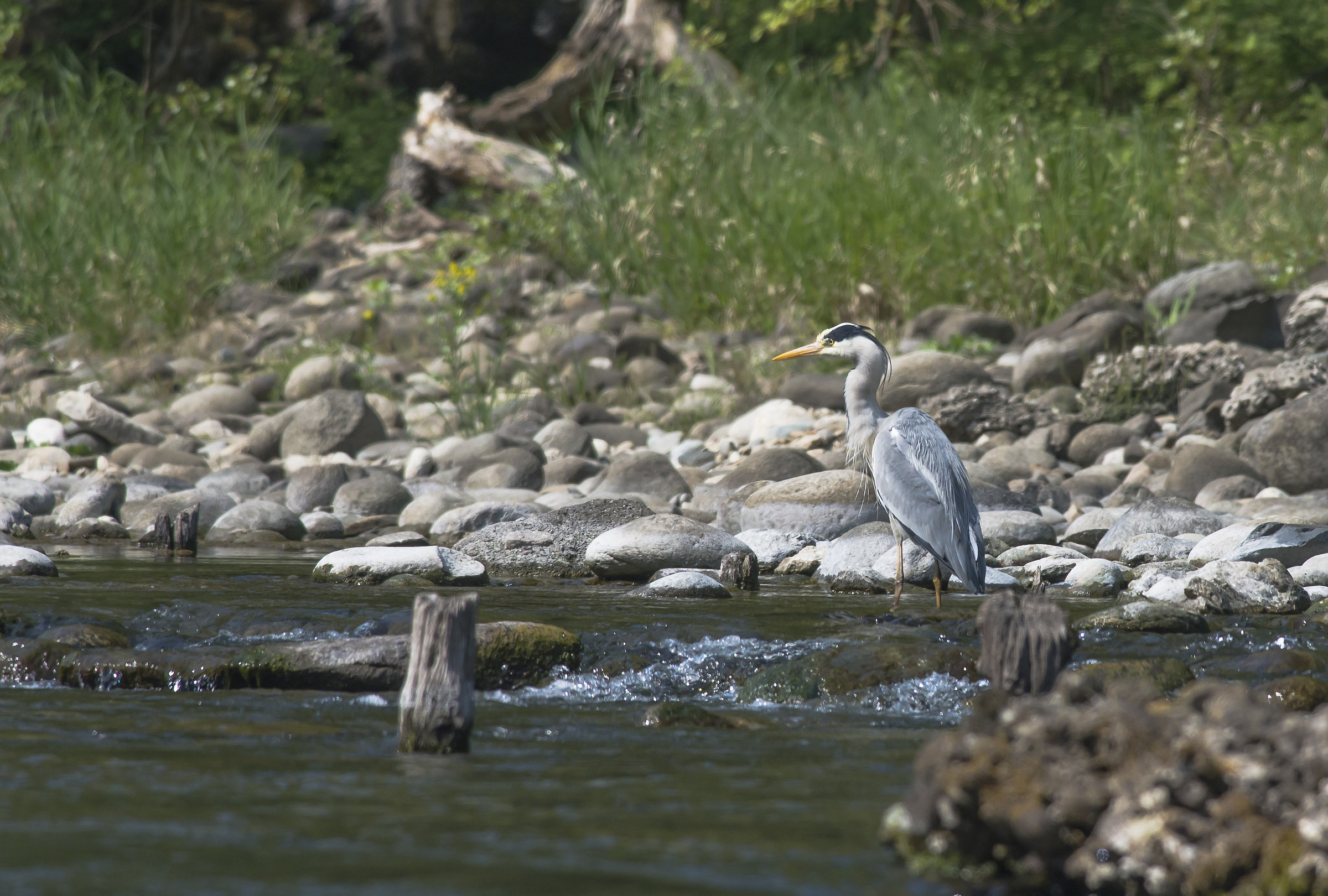 Gray Heron