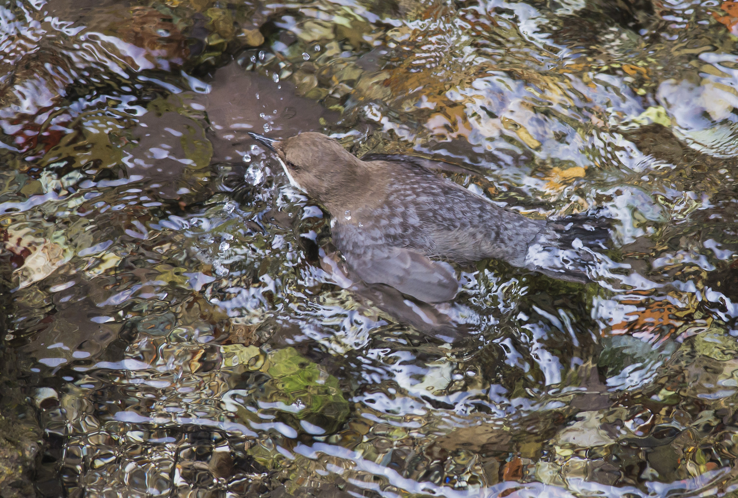 Dipper 1