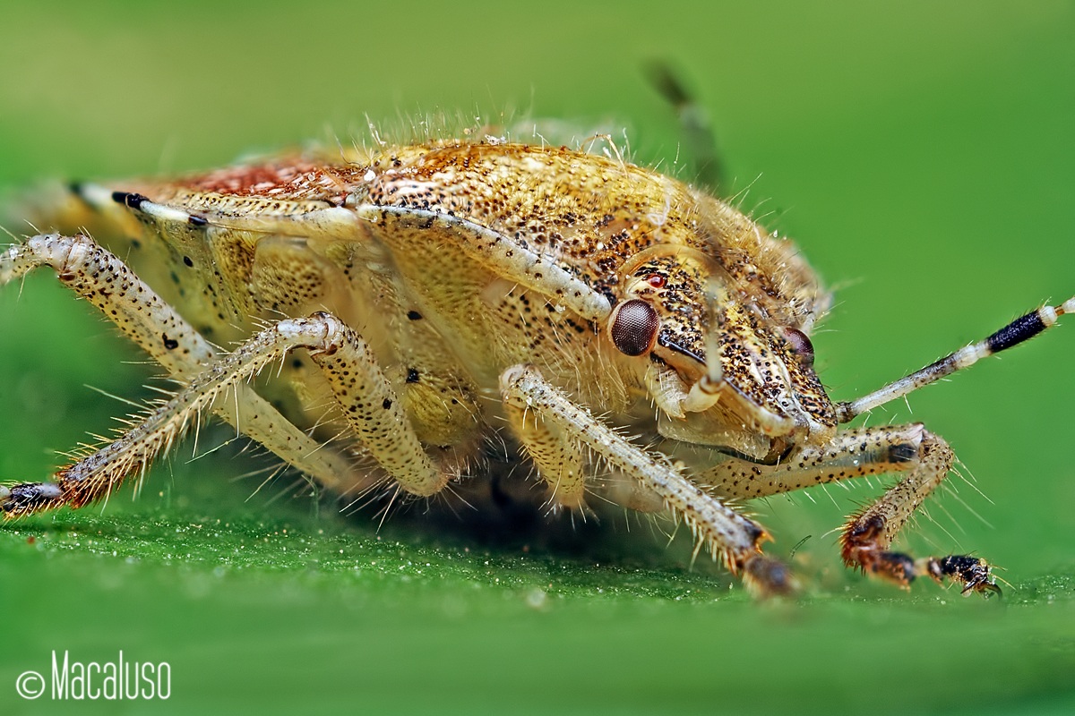 Holcostethus strictus