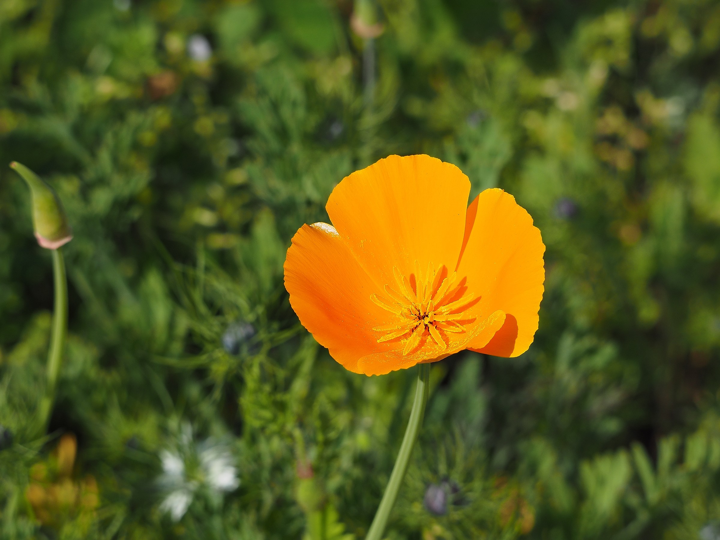 poppy Orange