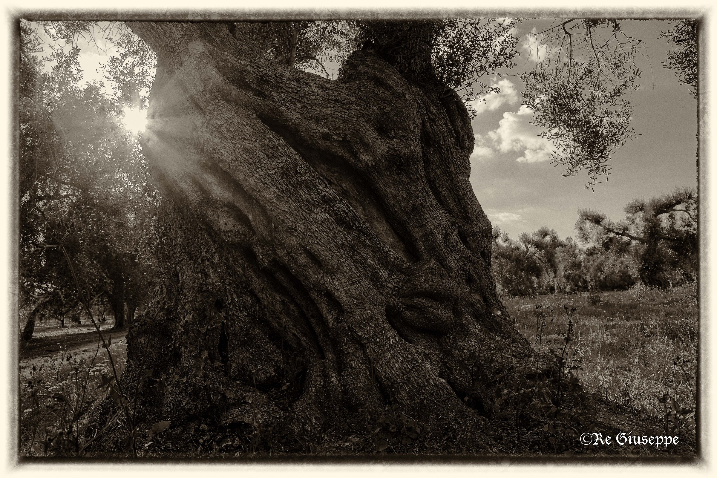 The Olivo and the Sun.