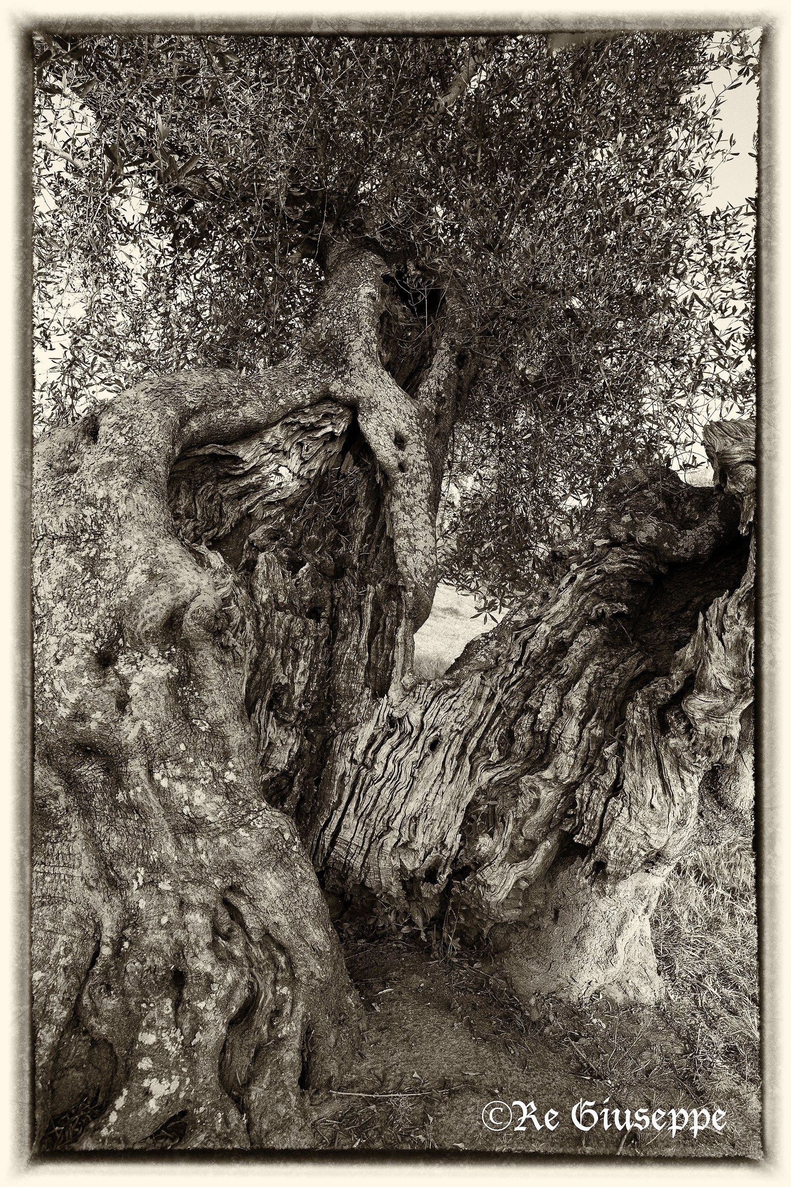 Olivo strange creature