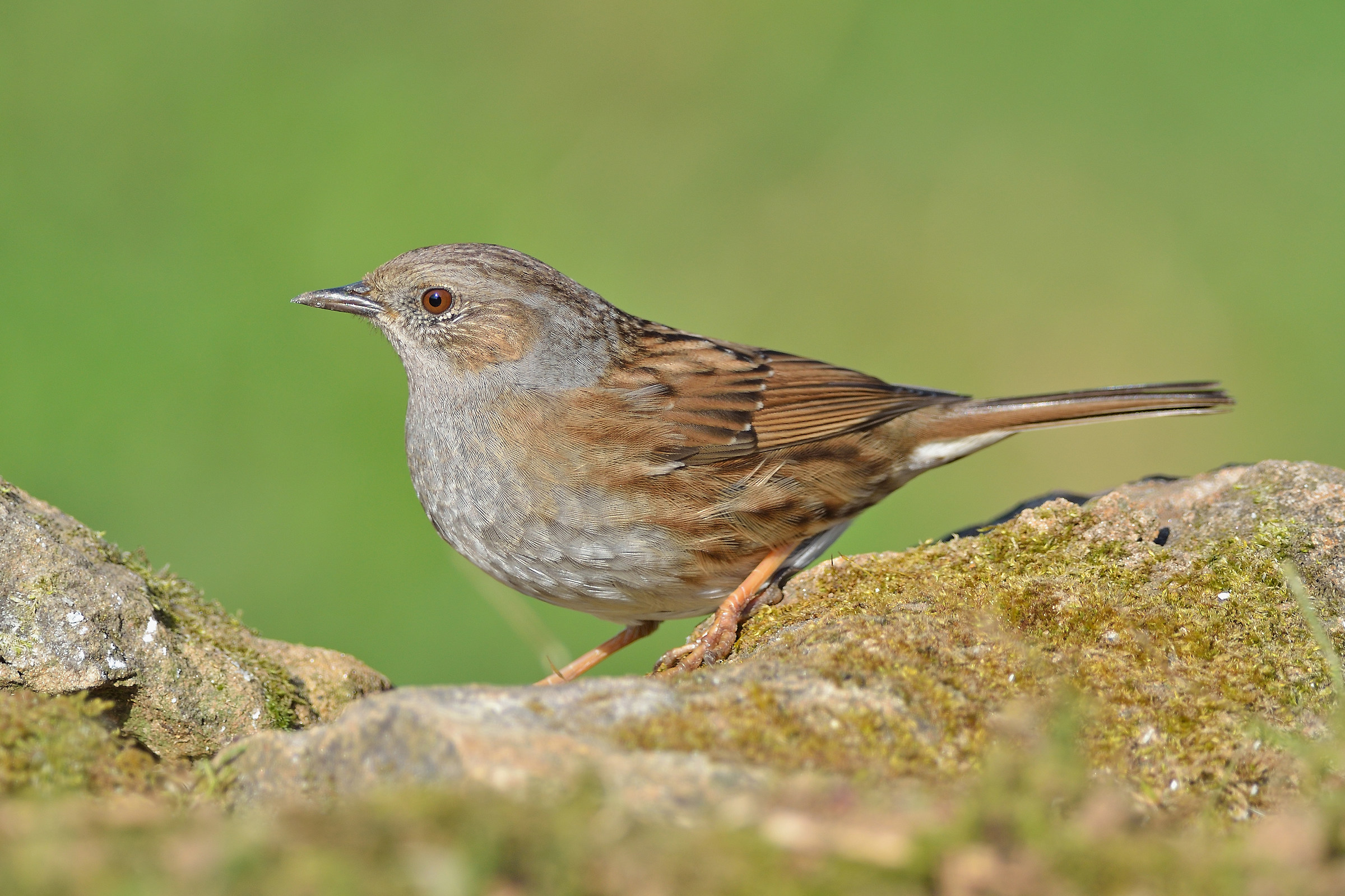 Dunnock (Prunella modularis)